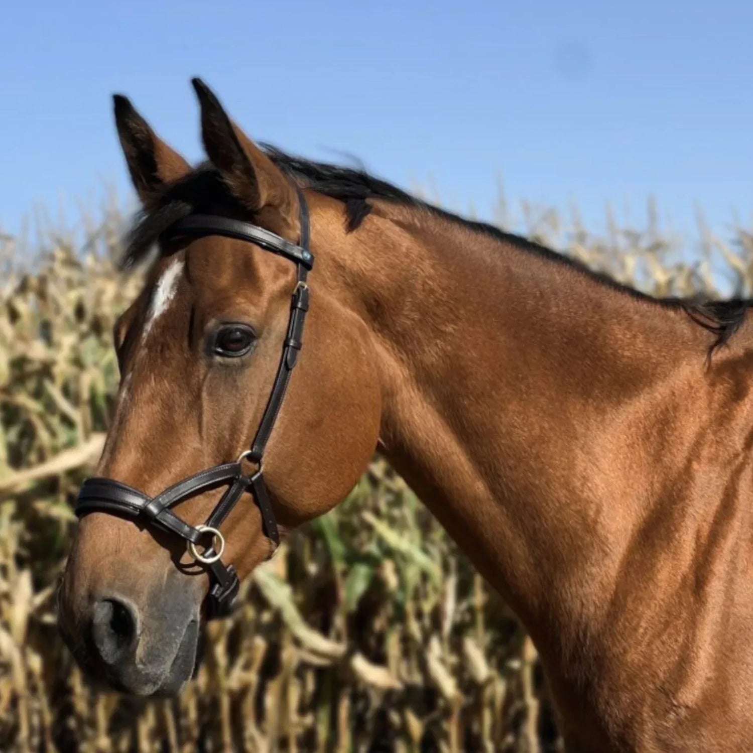 Découvrez le Sidepull cuir No More