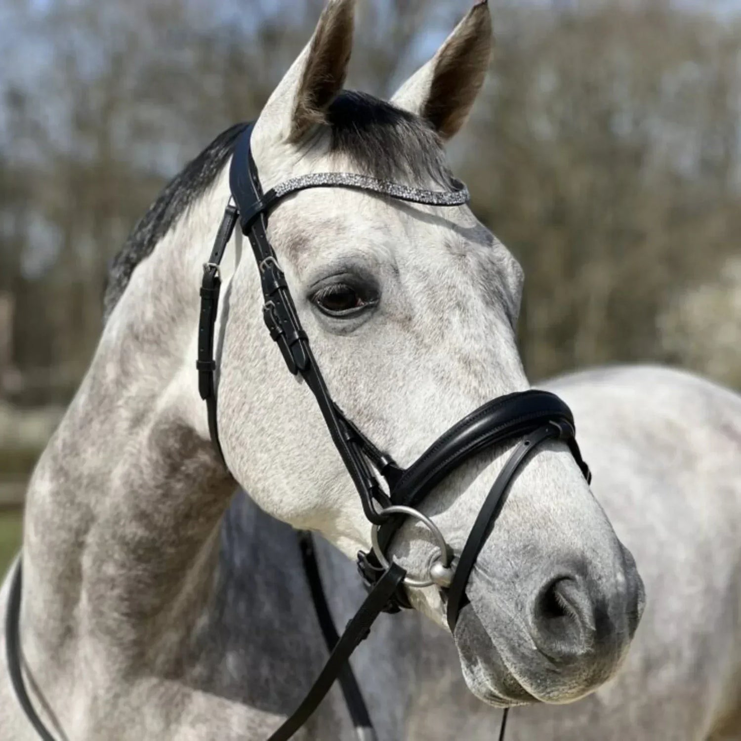 Bridon anatomique : choisir le meilleur modèle pour le confort de votre cheval