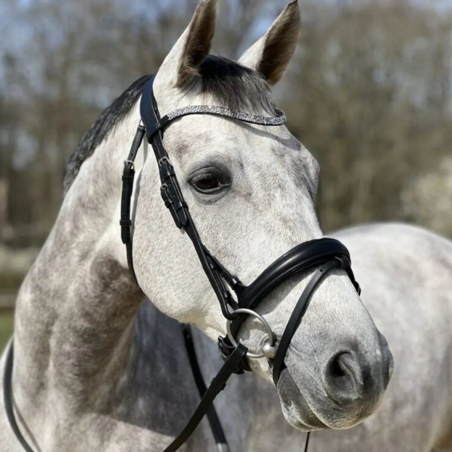 Bridon anatomique : choisir le meilleur modèle pour le confort de votre cheval