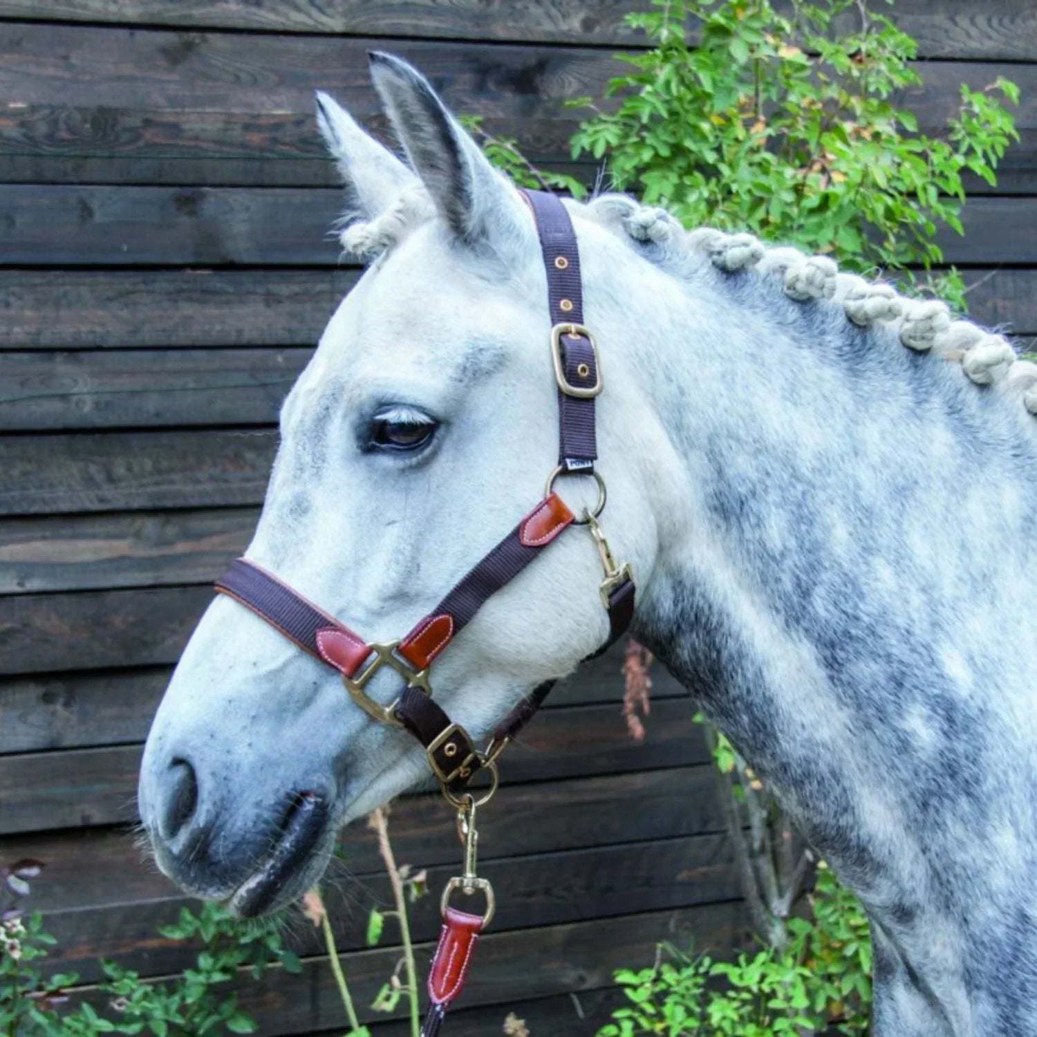 Comment choisir le licol idéal pour votre cheval ?