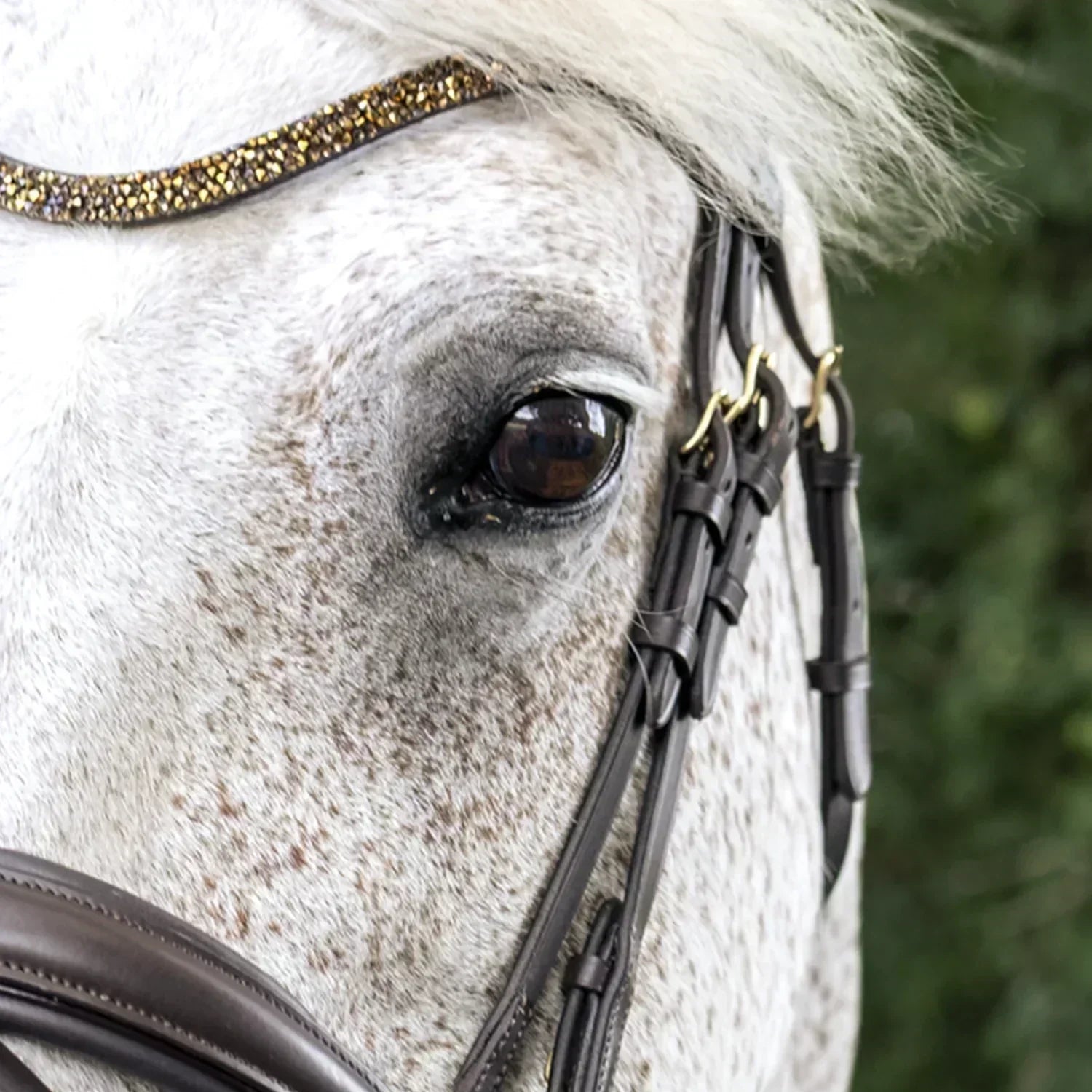 Le meilleur bridon anatomique : pourquoi les bridons TdeT font la différence ? 🐴