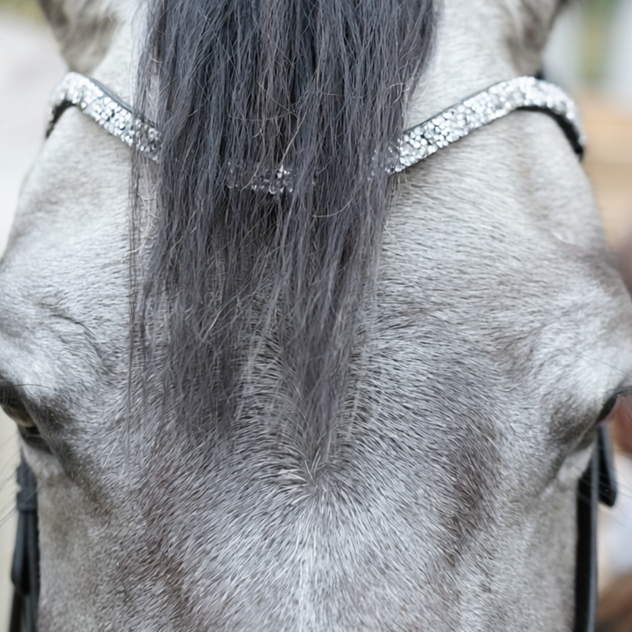 Hopper anatomical bridle with reins