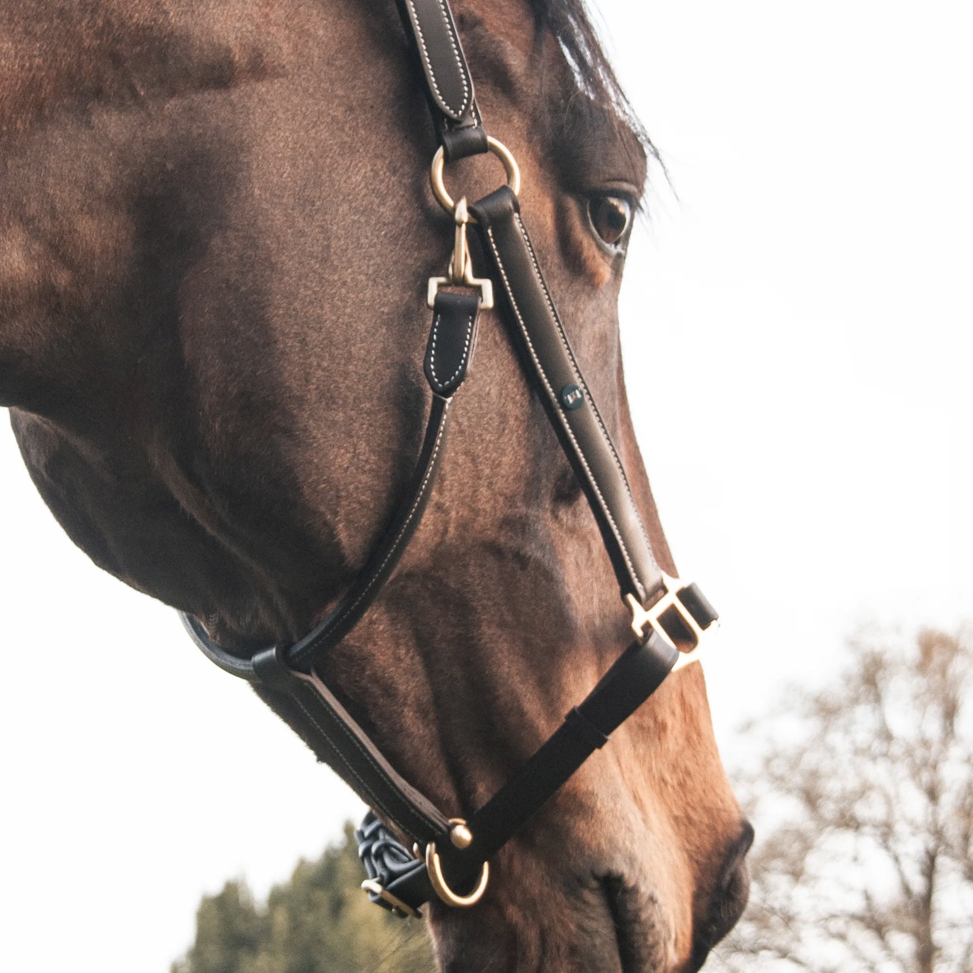 TdeT - Classic leather halter with nameplate