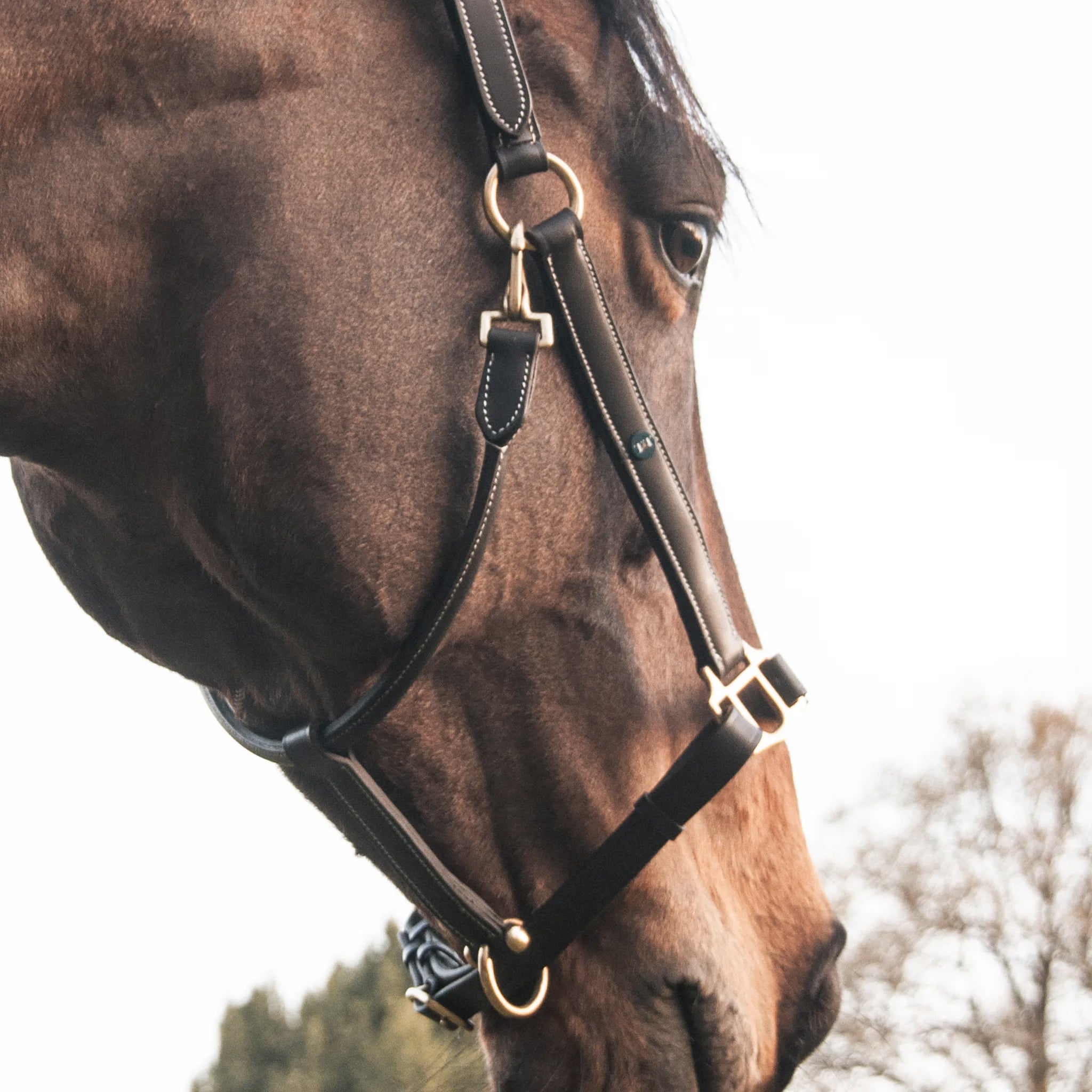 TdeT - Classic leather halter with nameplate