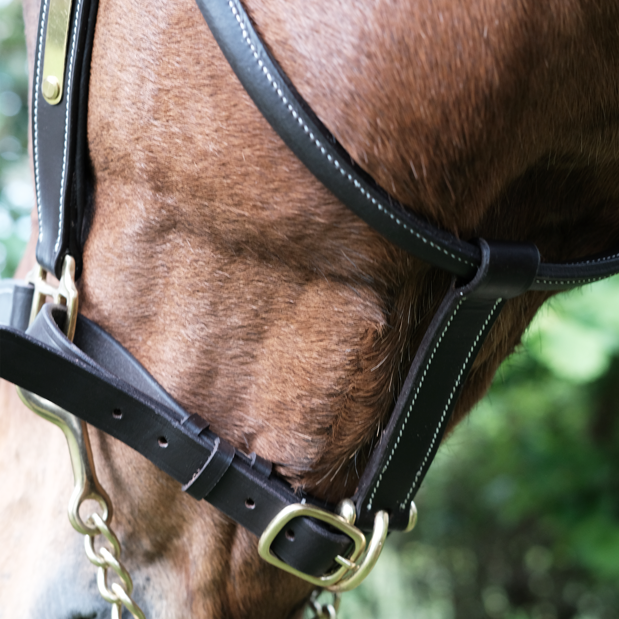 Classic leather halter