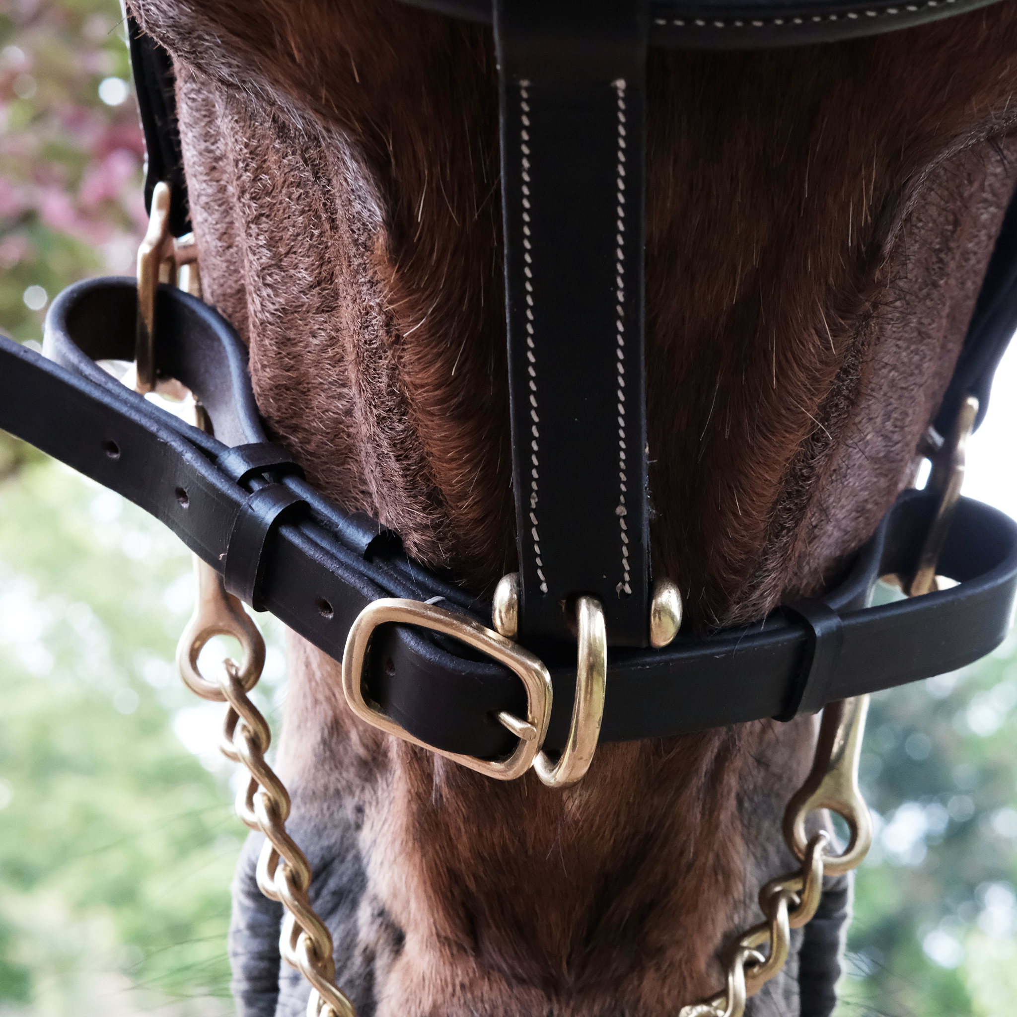 Classic leather halter