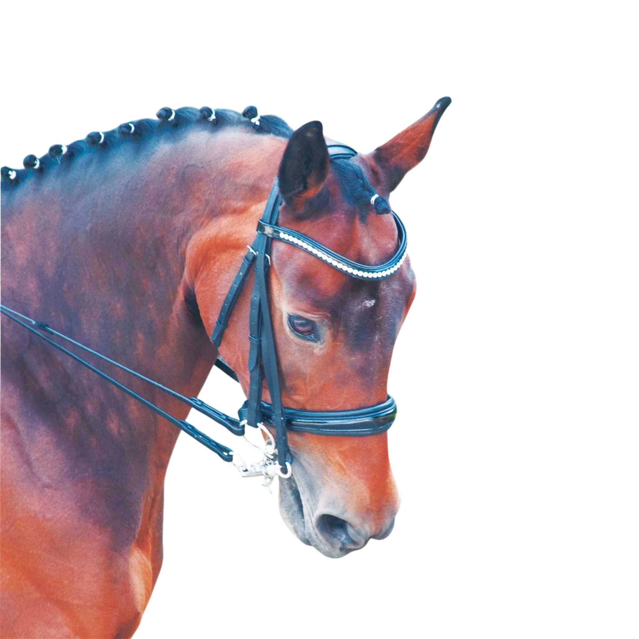 TdeT - Bride Cezanne avec rênes noir