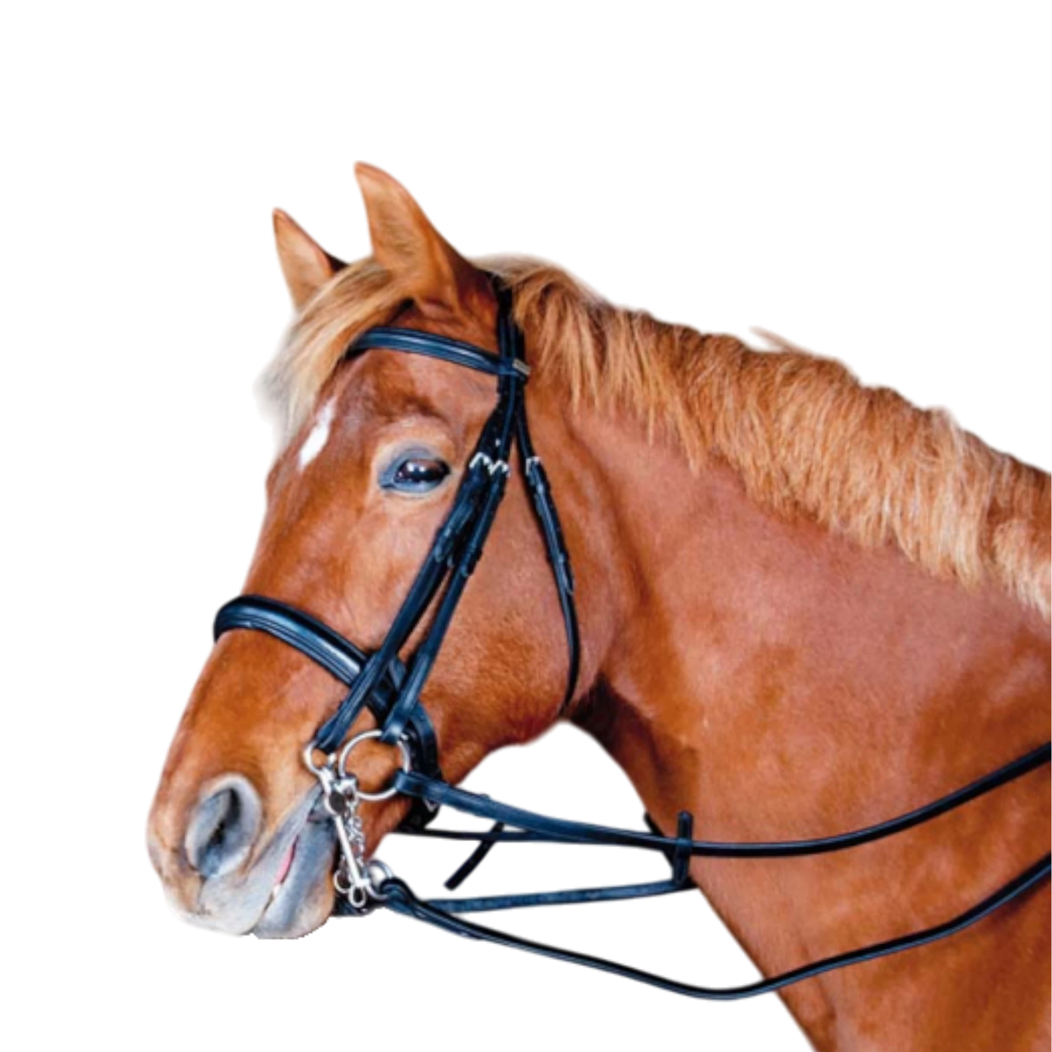 TdeT - Bride Pollock avec rênes noir