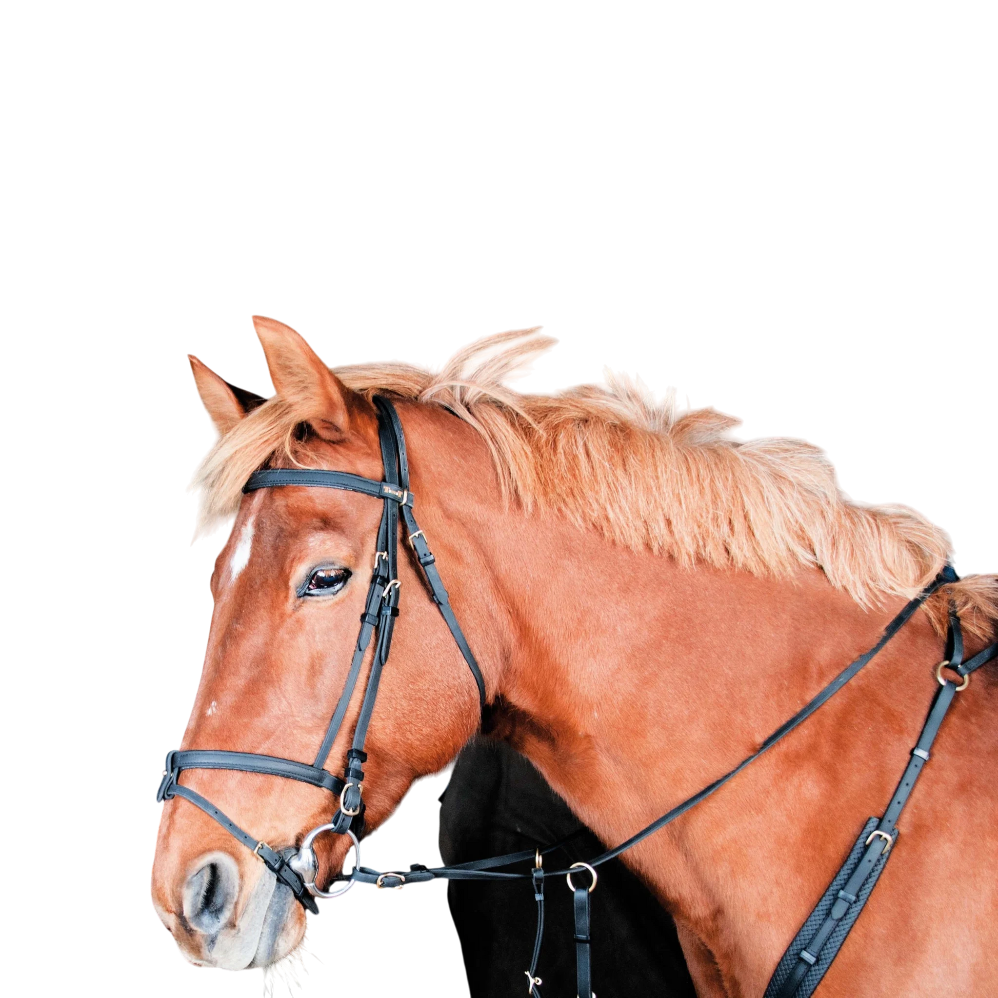 TdeT - Bridon Biotack® noir