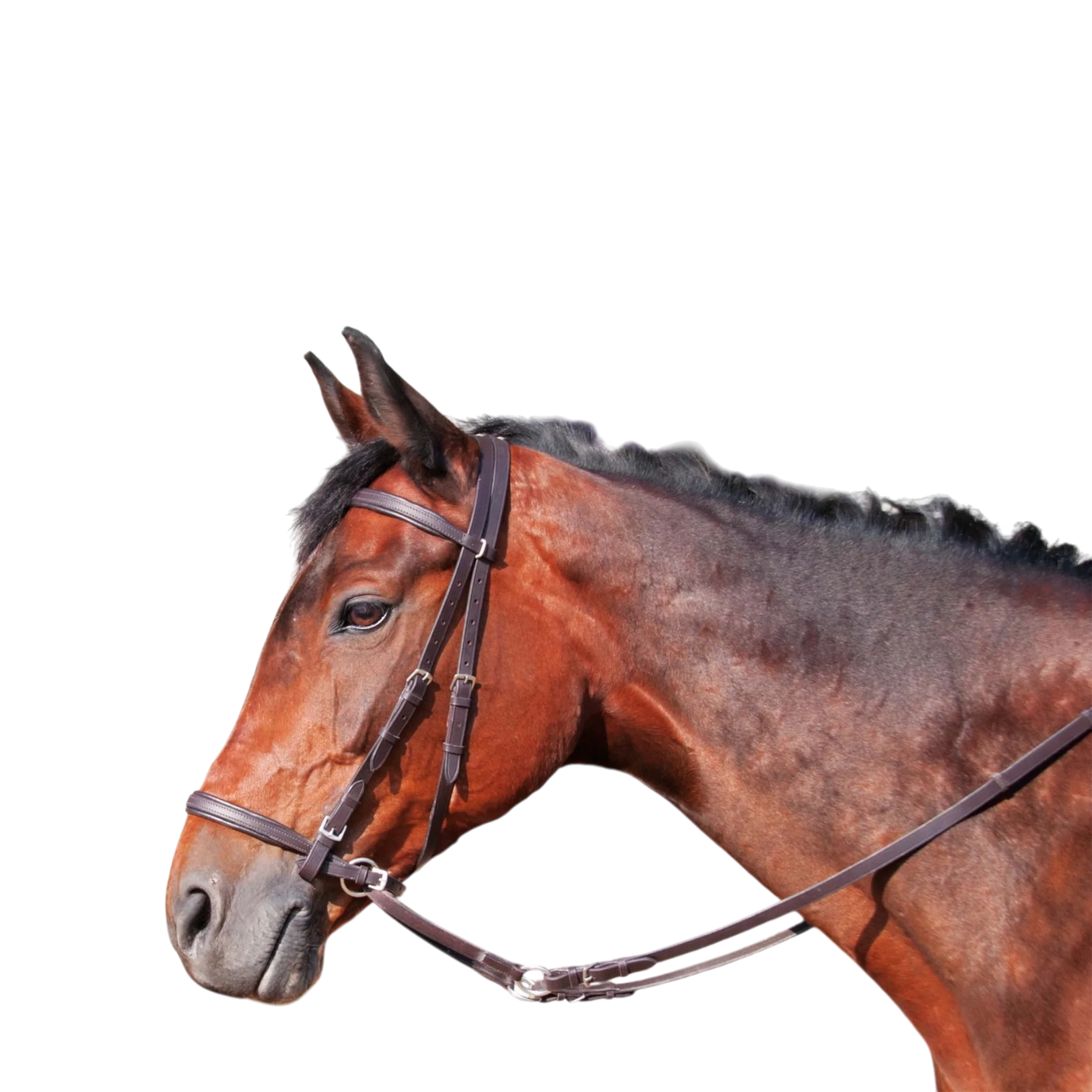 TdeT - Bridon classique Bitless avec rênes havane foncé