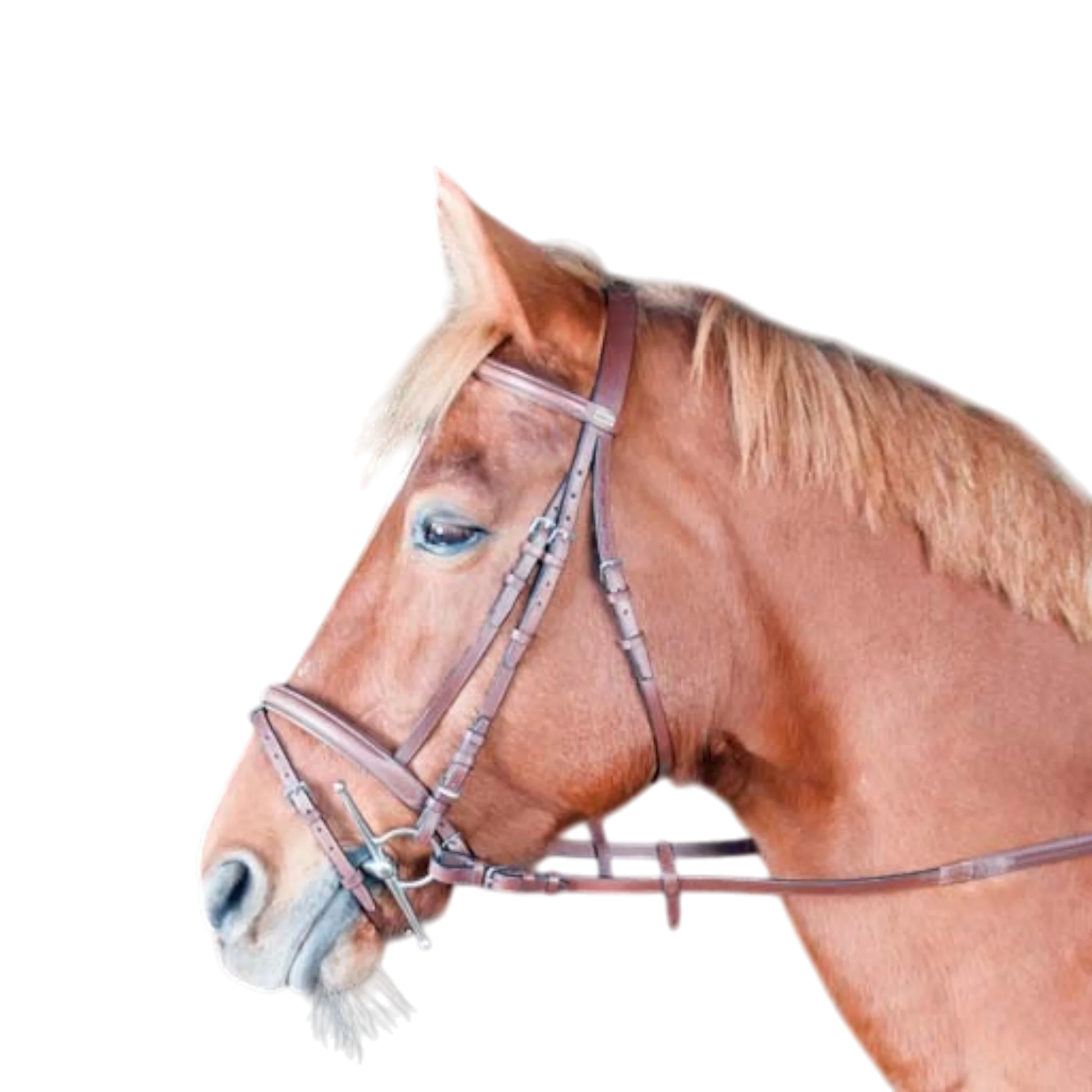 TdeT - Bridon classique Sisley combiné avec rênes tabac