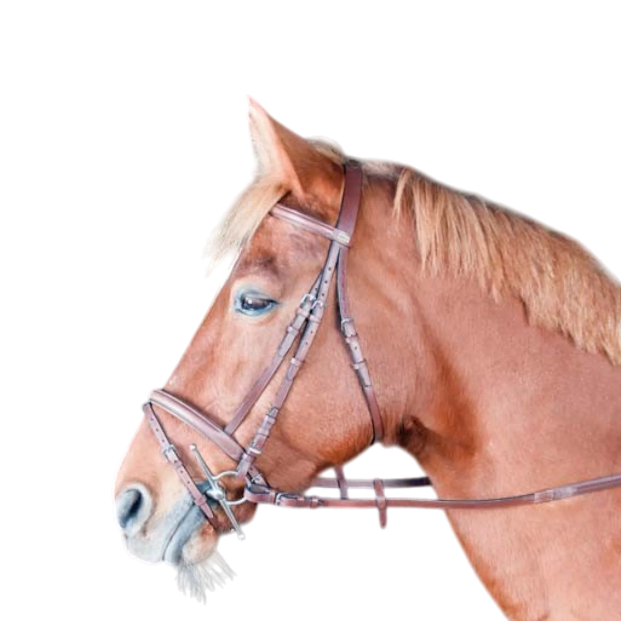 TdeT - Bridon classique Sisley combiné avec rênes tabac