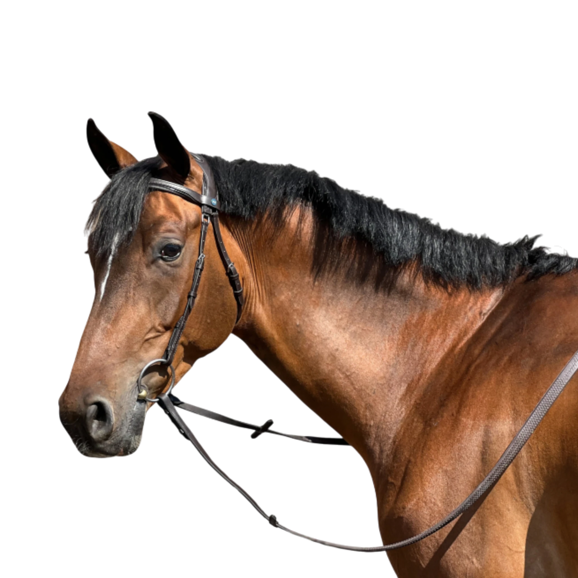 TdeT - Essentiel Comfort bridle without noseband with reins dark havana