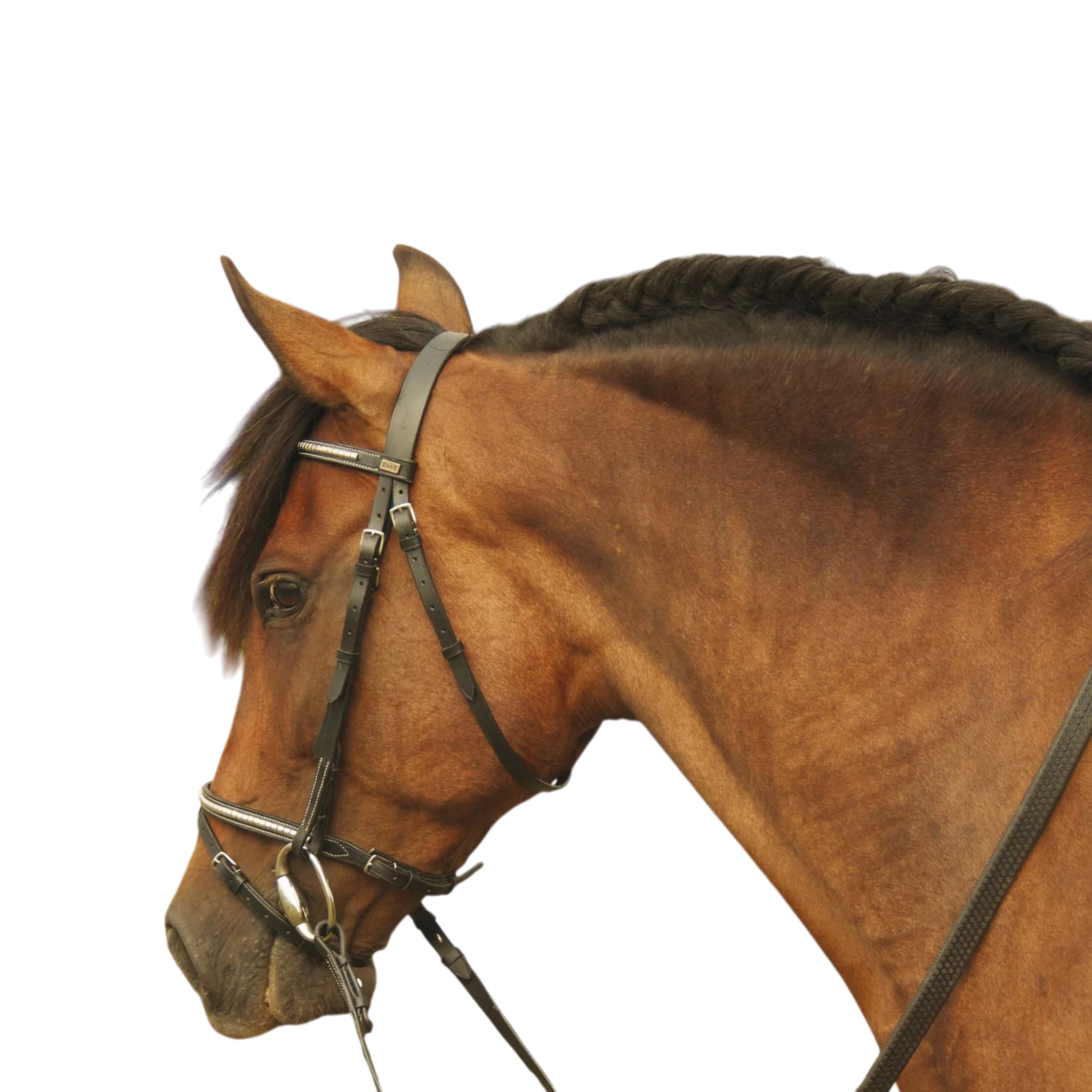 TdeT - Bridon Goya clincher avec rênes noir