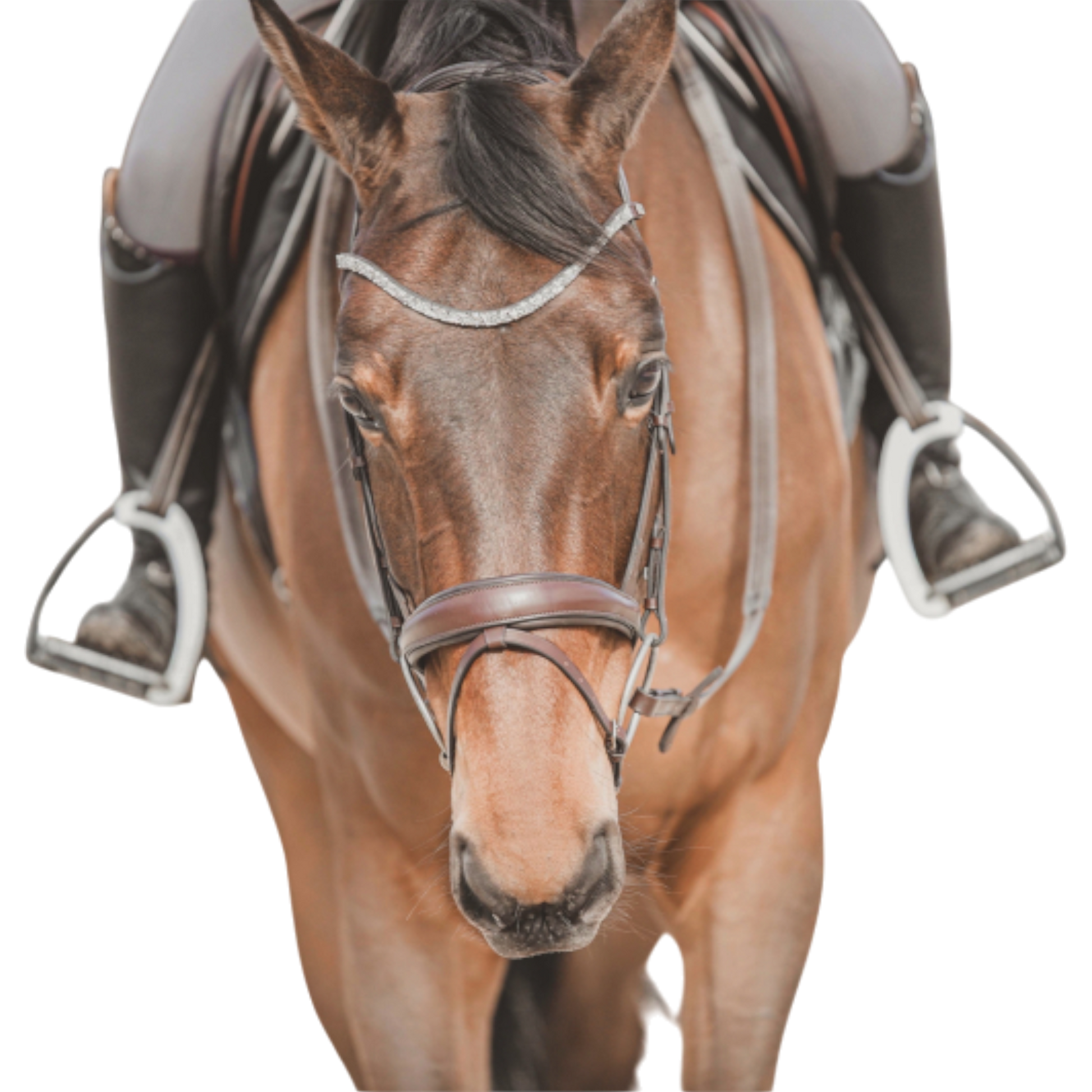 Bridon anatomique Hopper avec rênes marron argent