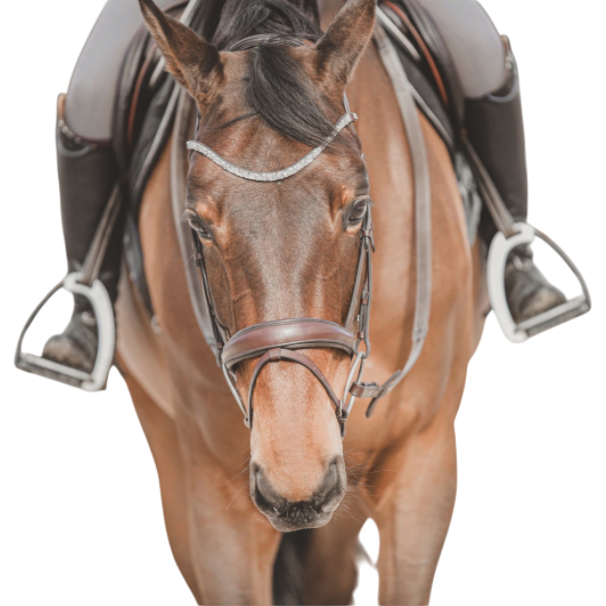 Bridon anatomique Hopper avec rênes marron argent