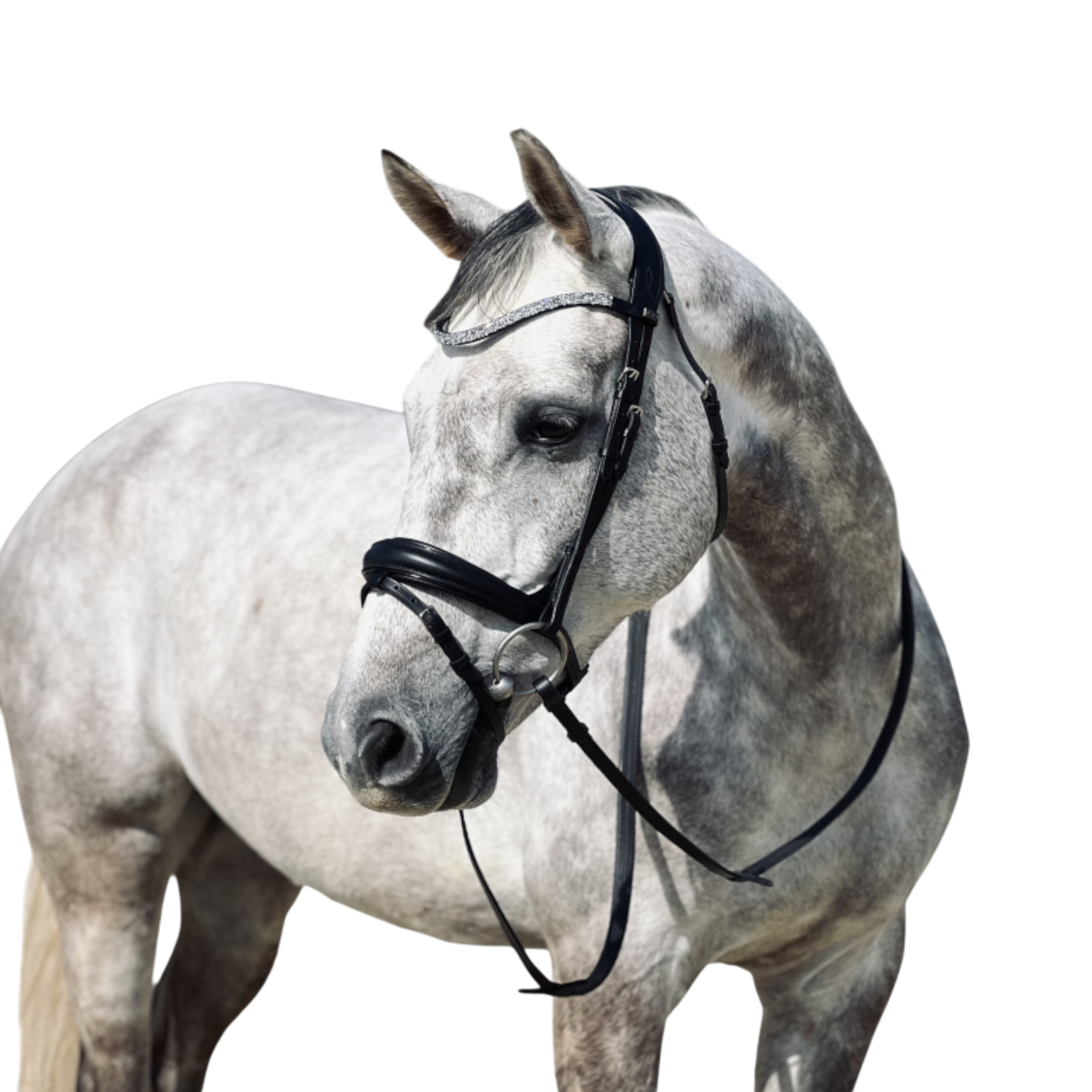 Bridon anatomique Hopper avec rênes noir argent