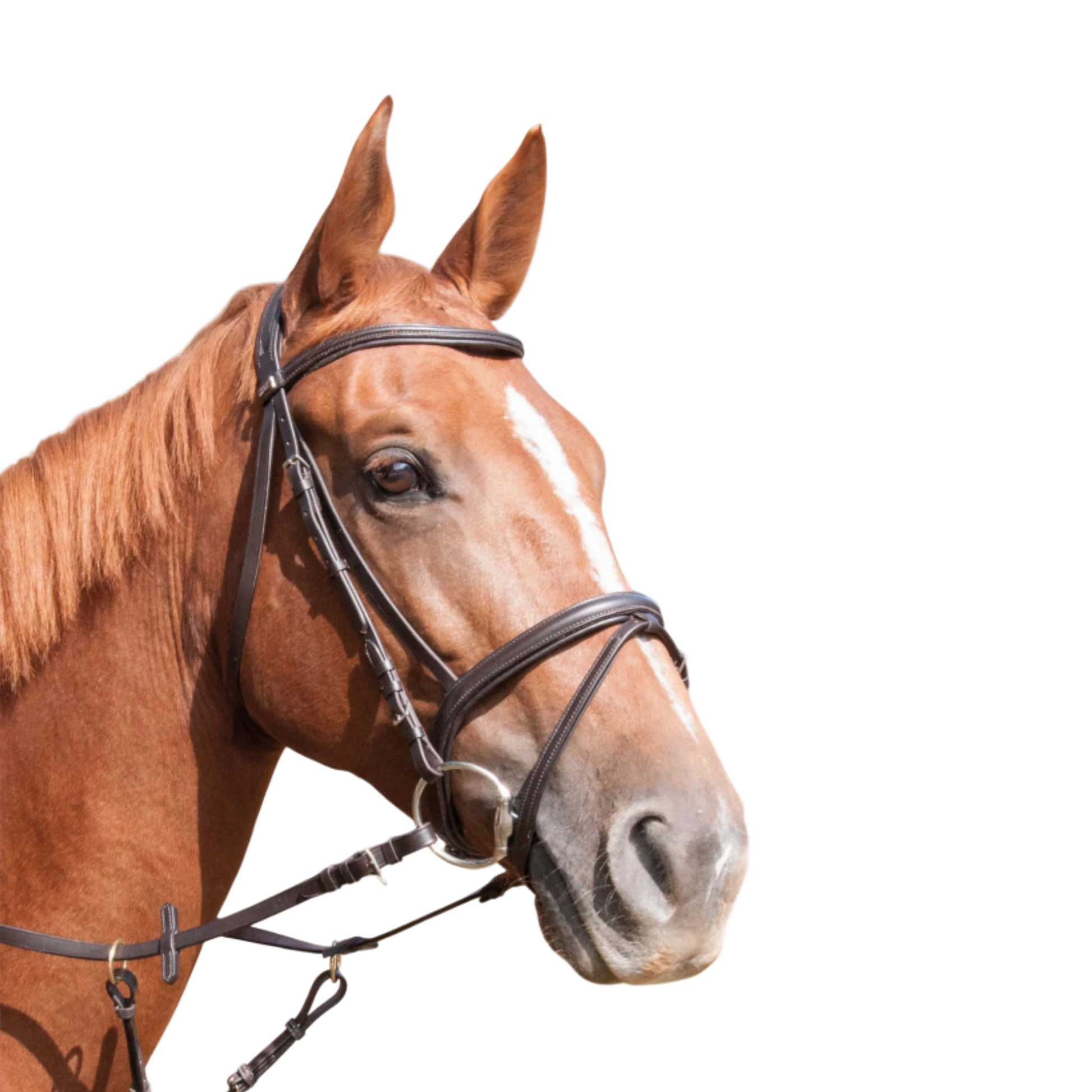 TdeT - Bridon classique Klimt avec rênes havane foncé