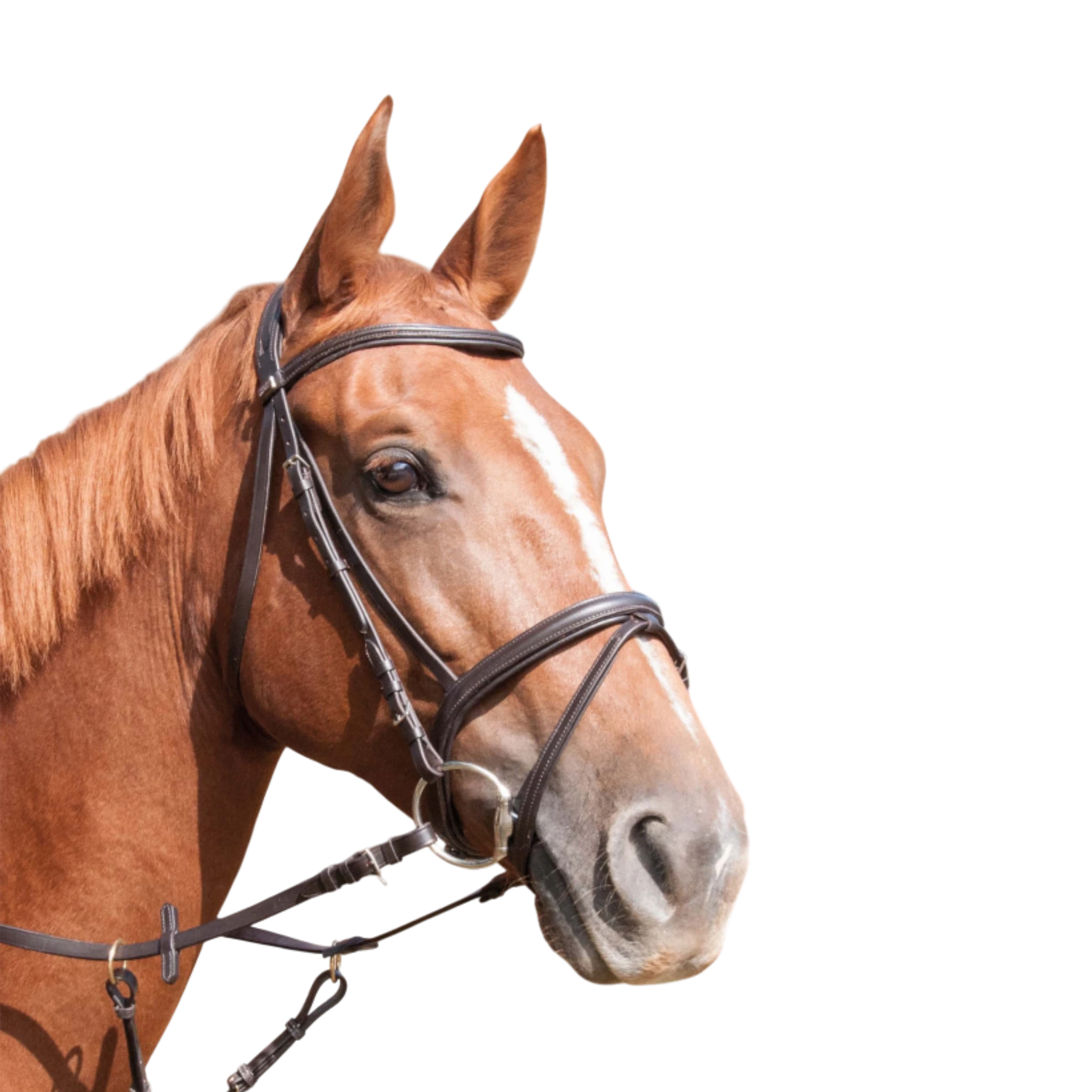 TdeT - Bridon classique Klimt avec rênes havane foncé