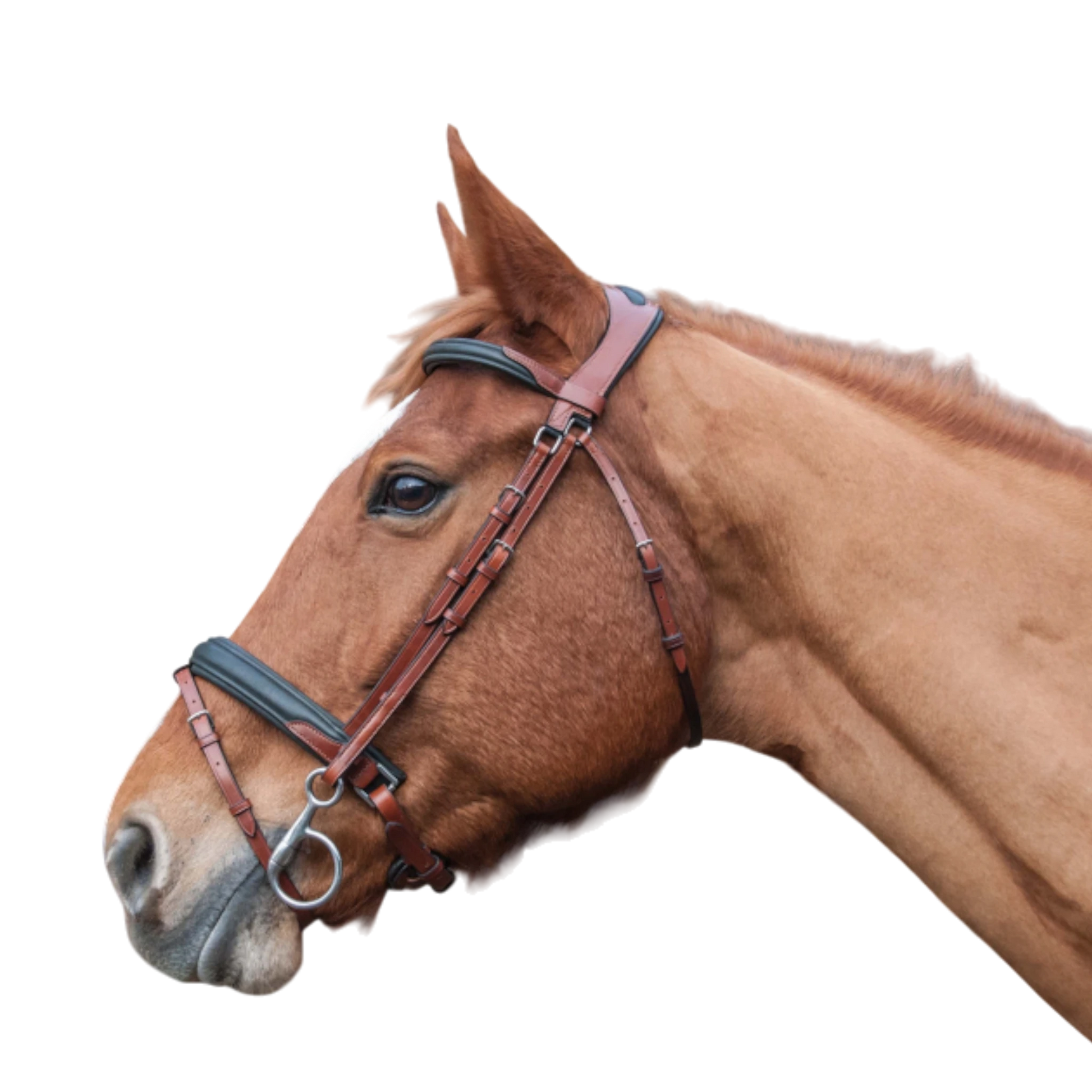 TdeT - Bridon anatomique Lautrec muserolle pull back avec rênes tabac noir