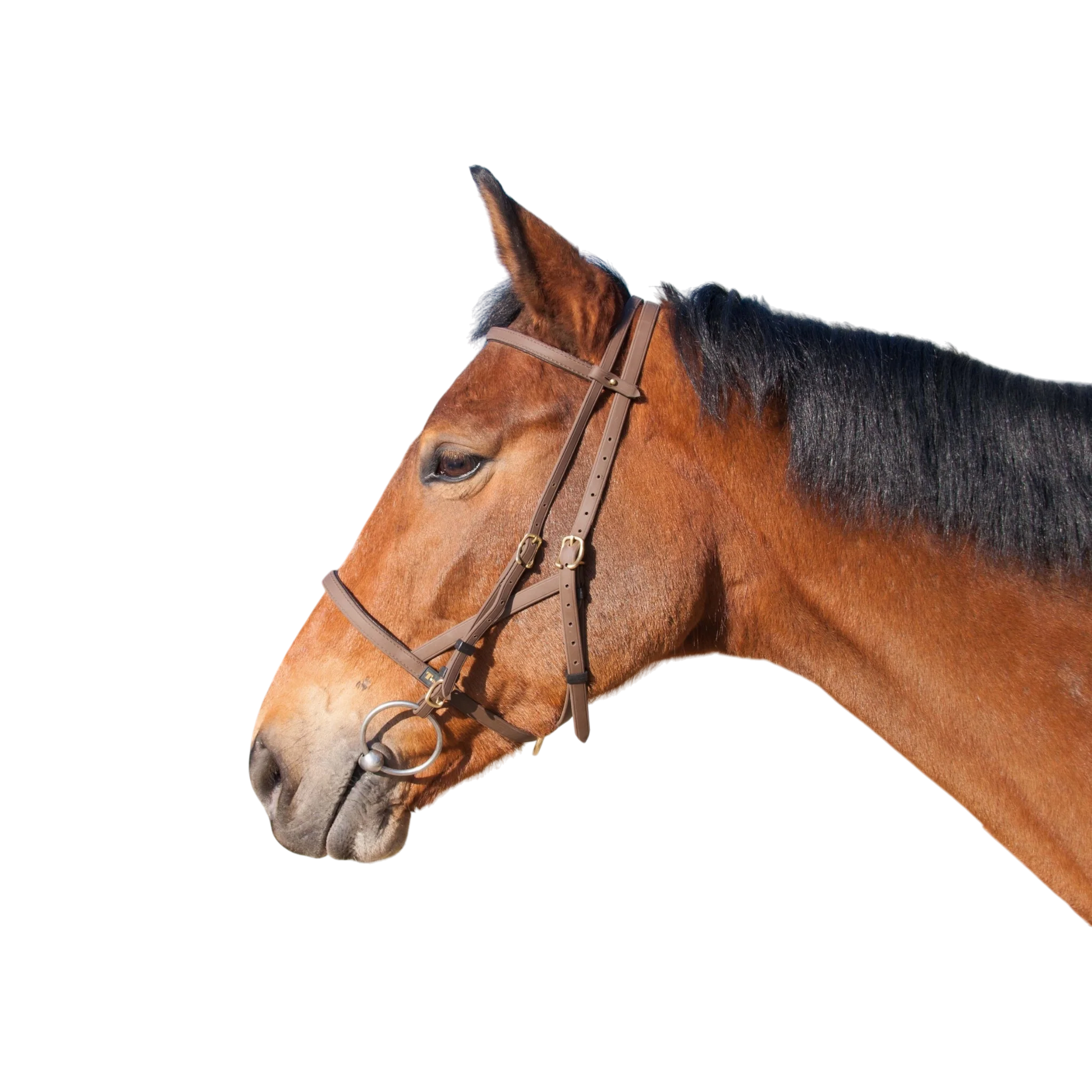 TdeT - Bridon licol Biotack® marron foncé