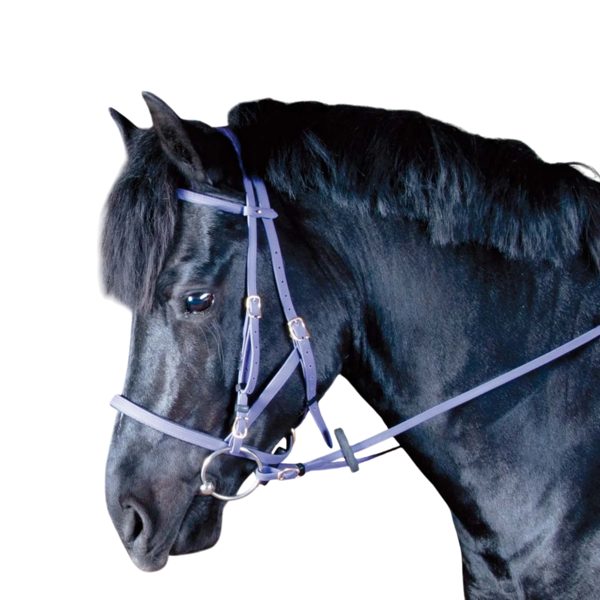 TdeT - Bridon licol Biotack® violet