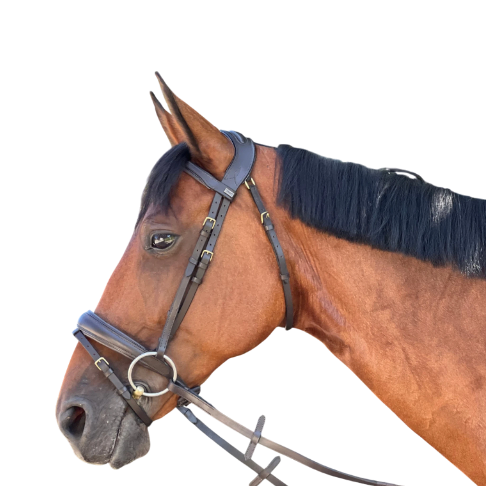 TdeT - Bridon anatomique Matisse avec rênes marron