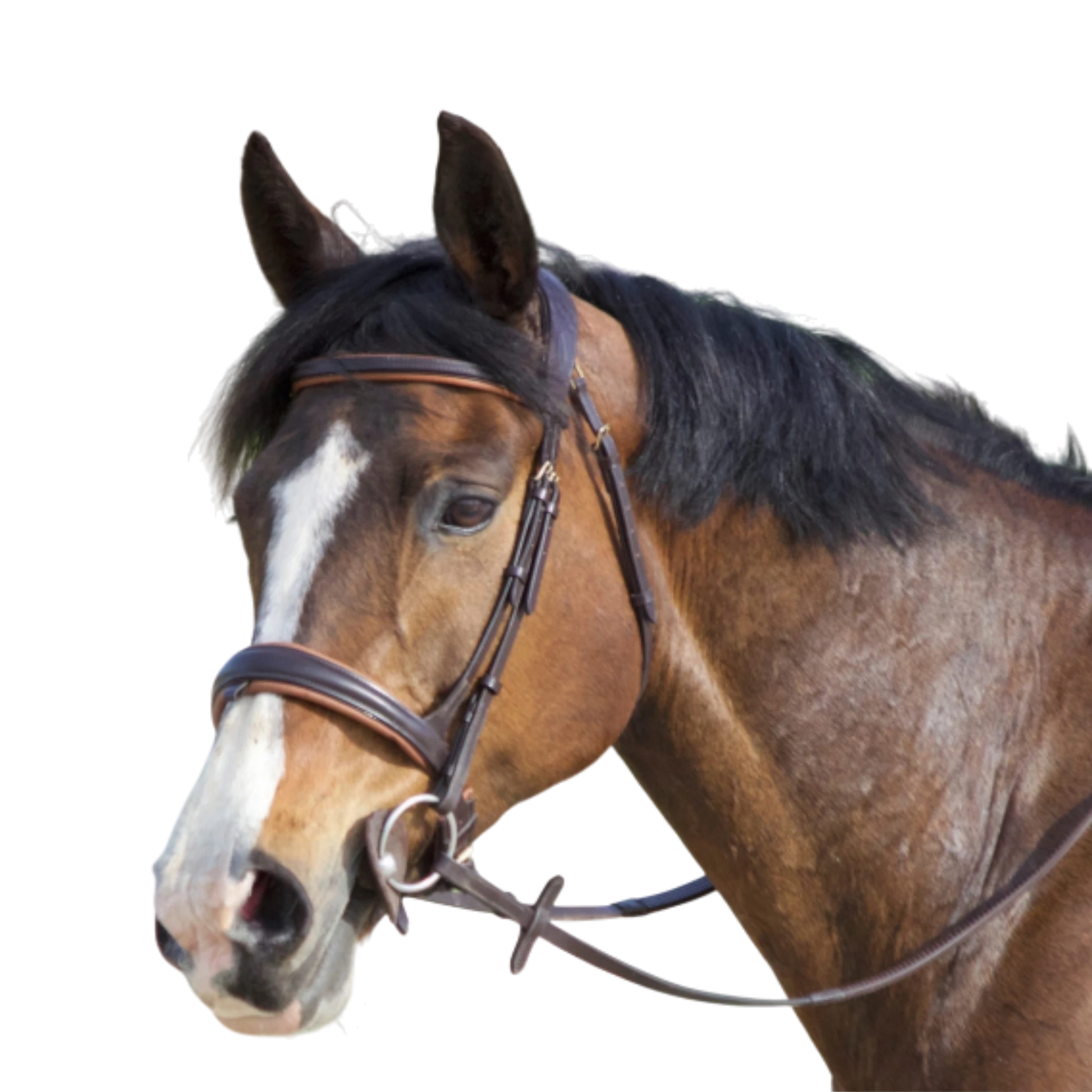 TdeT - Bridon anatomique Matisse avec rênes marron tabac