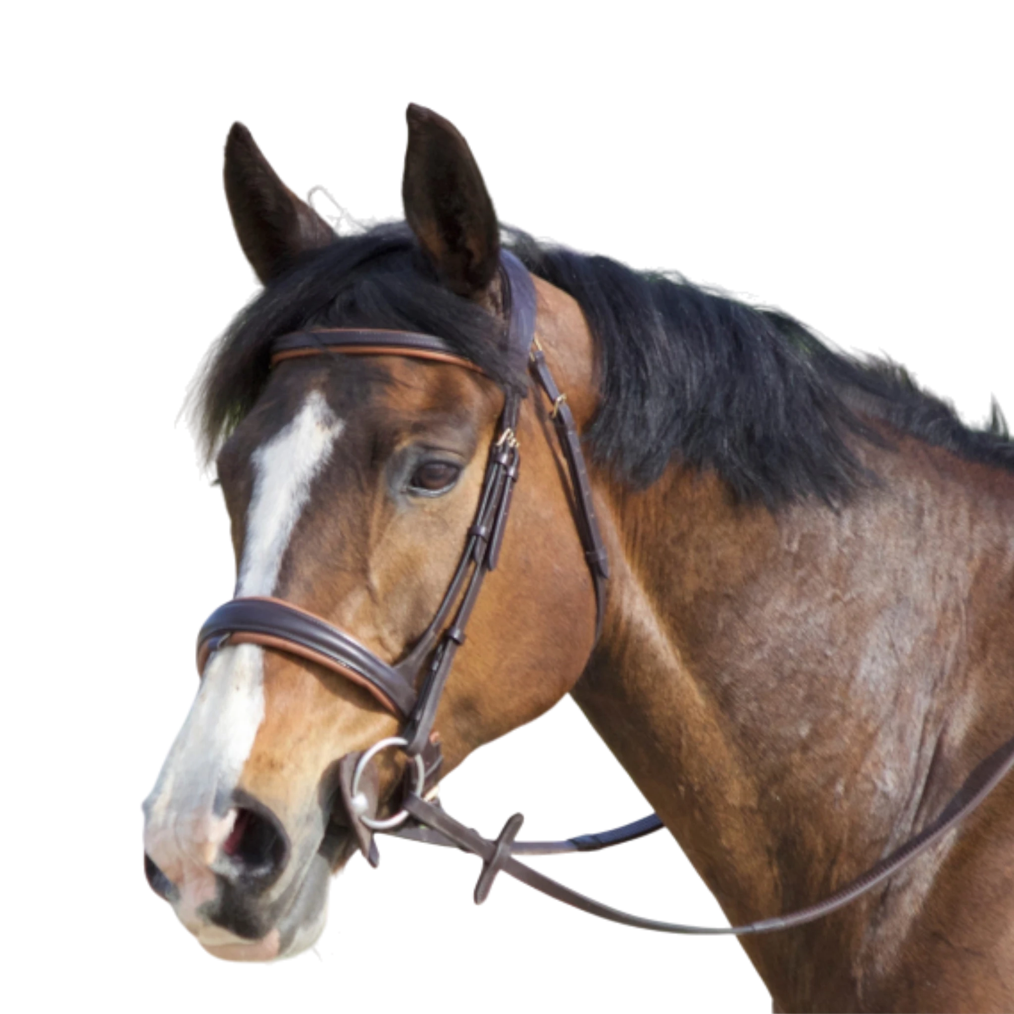 TdeT - Bridon anatomique Matisse avec rênes marron tabac