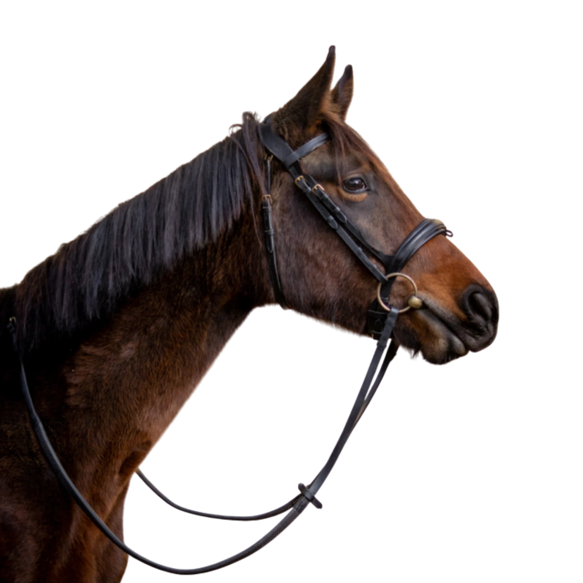 TdeT - Bridon anatomique Matisse avec rênes noir