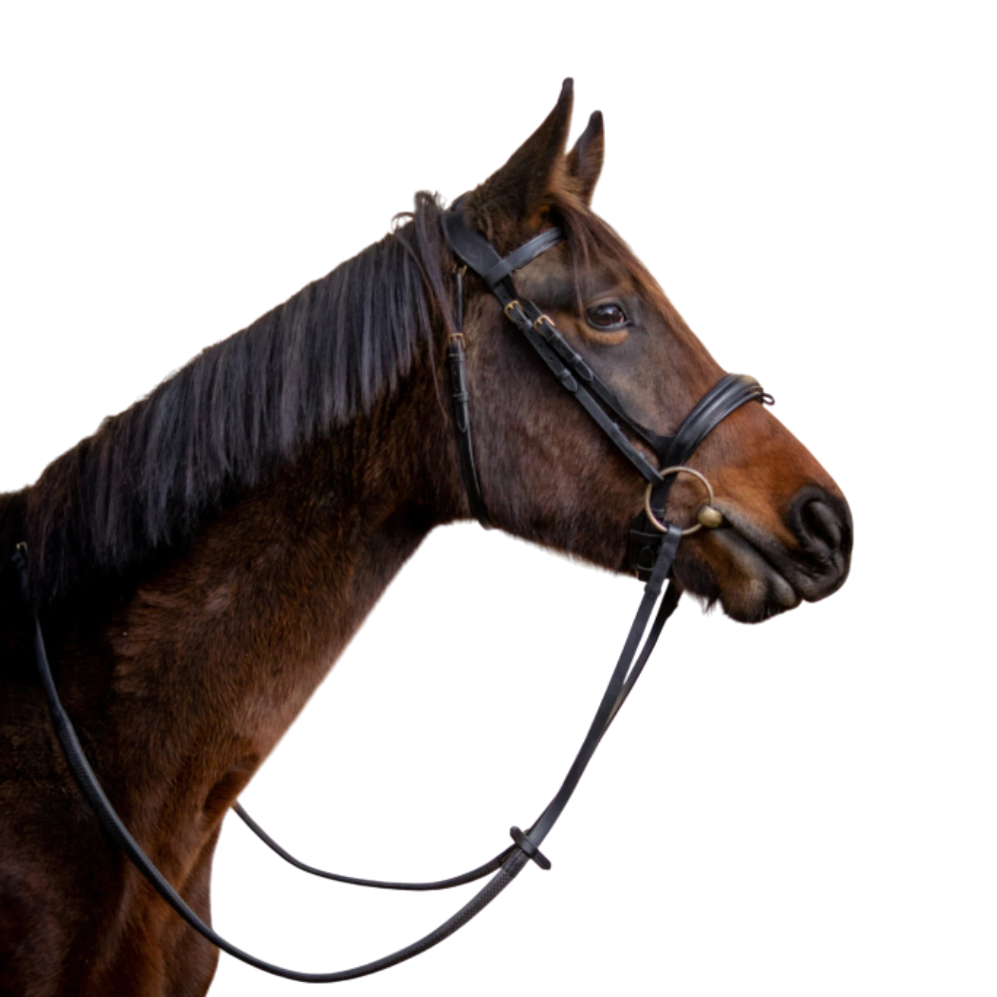 TdeT - Bridon anatomique Matisse avec rênes noir