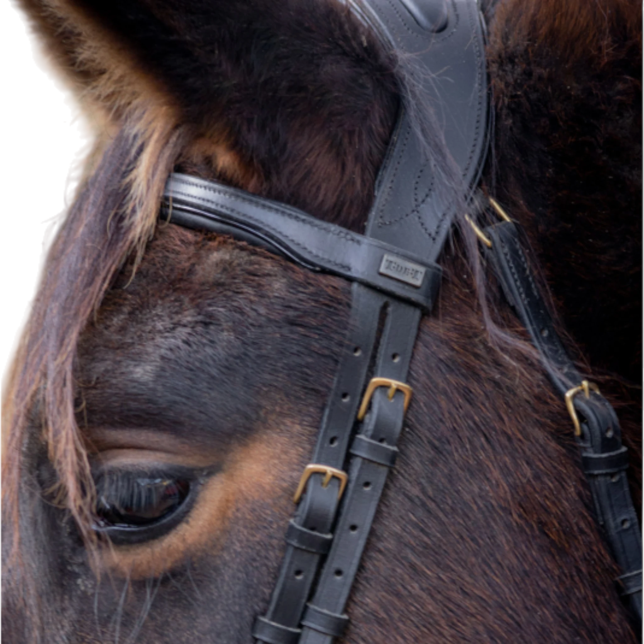 TdeT - Bridon anatomique Matisse avec rênes noir