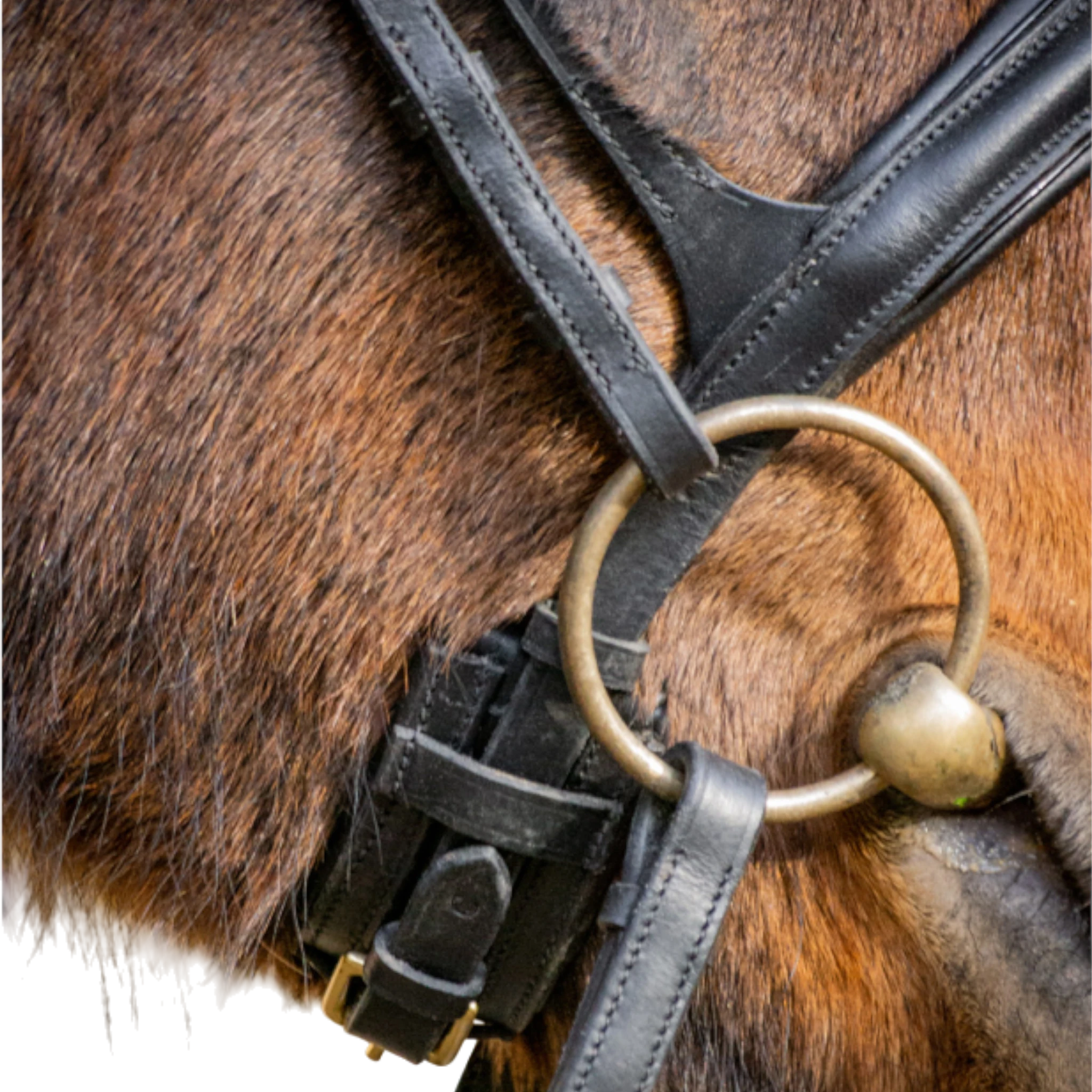 TdeT - Bridon anatomique Matisse avec rênes noir