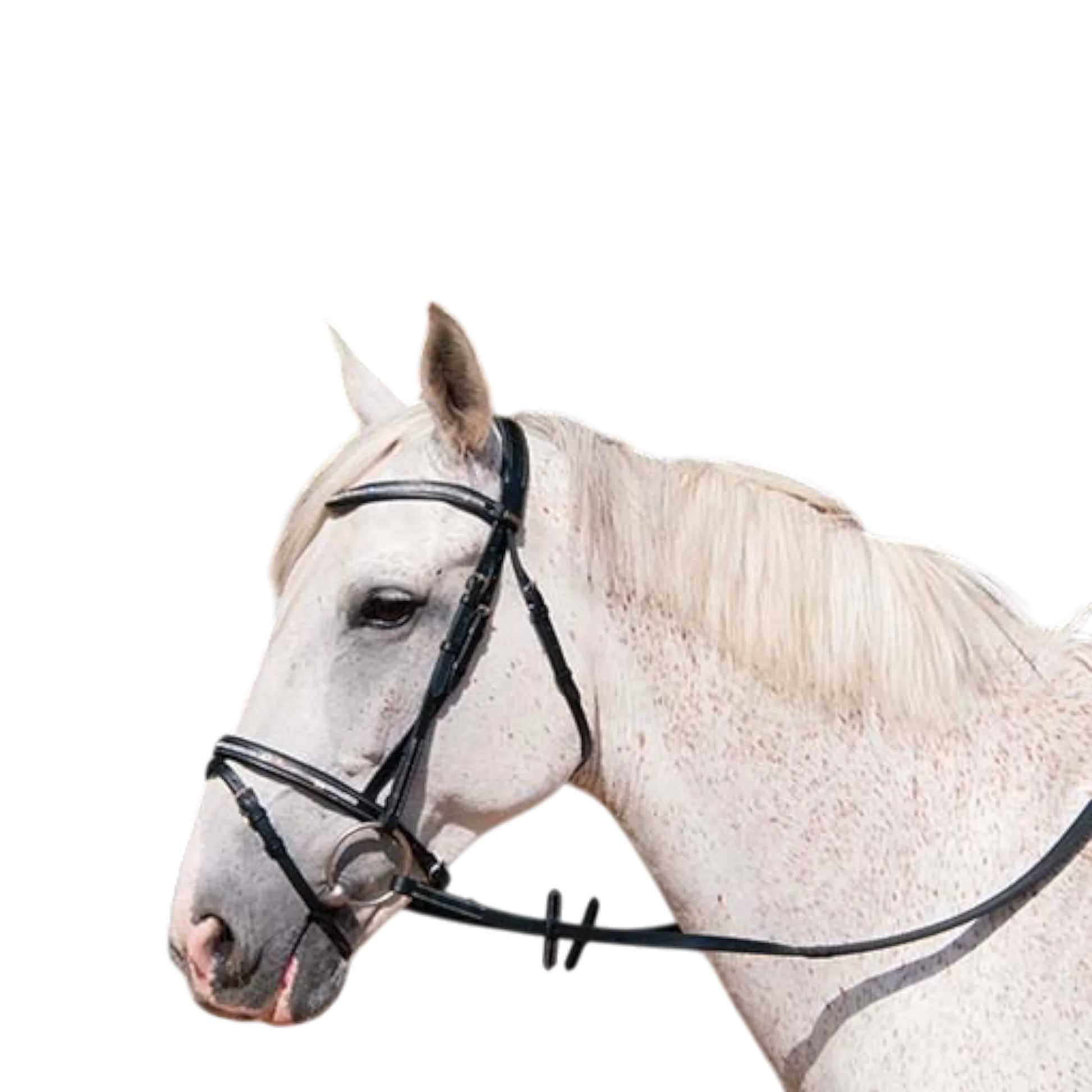 TdeT - Bridon Pissaro à strass avec rênes noir