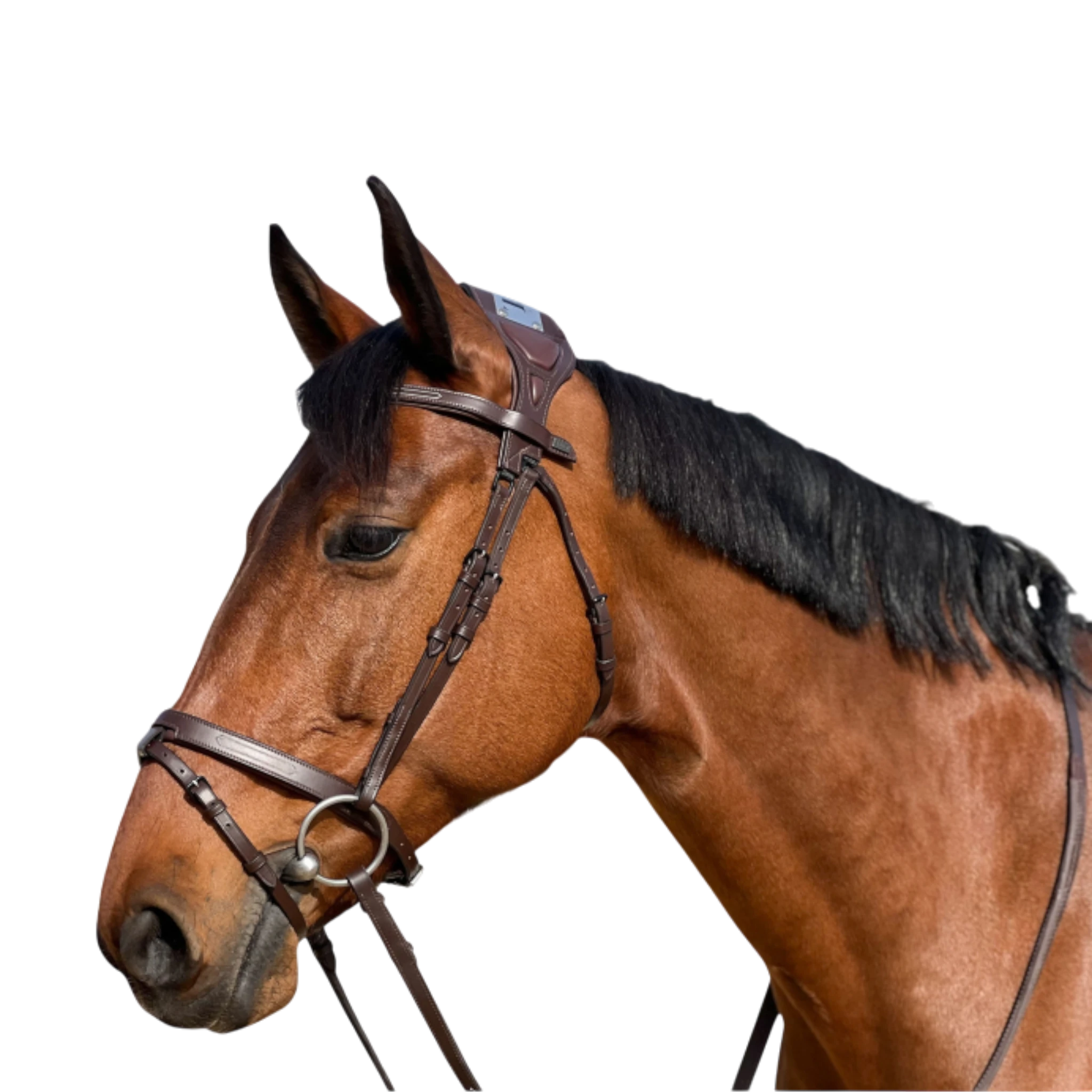 TdeT - Bridon à pont Chagall havane foncé