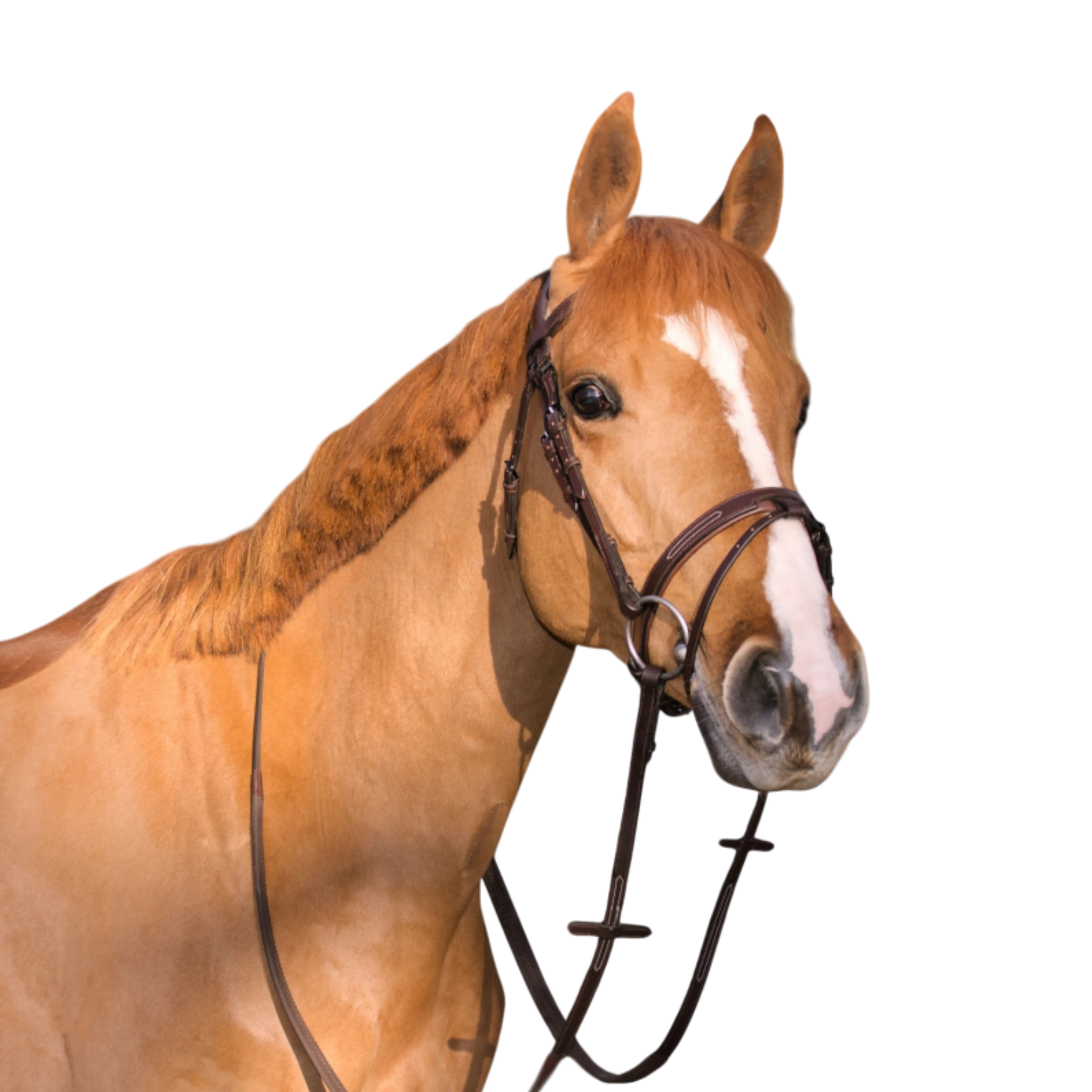 TdeT - Bridon à pont Manet havane foncé