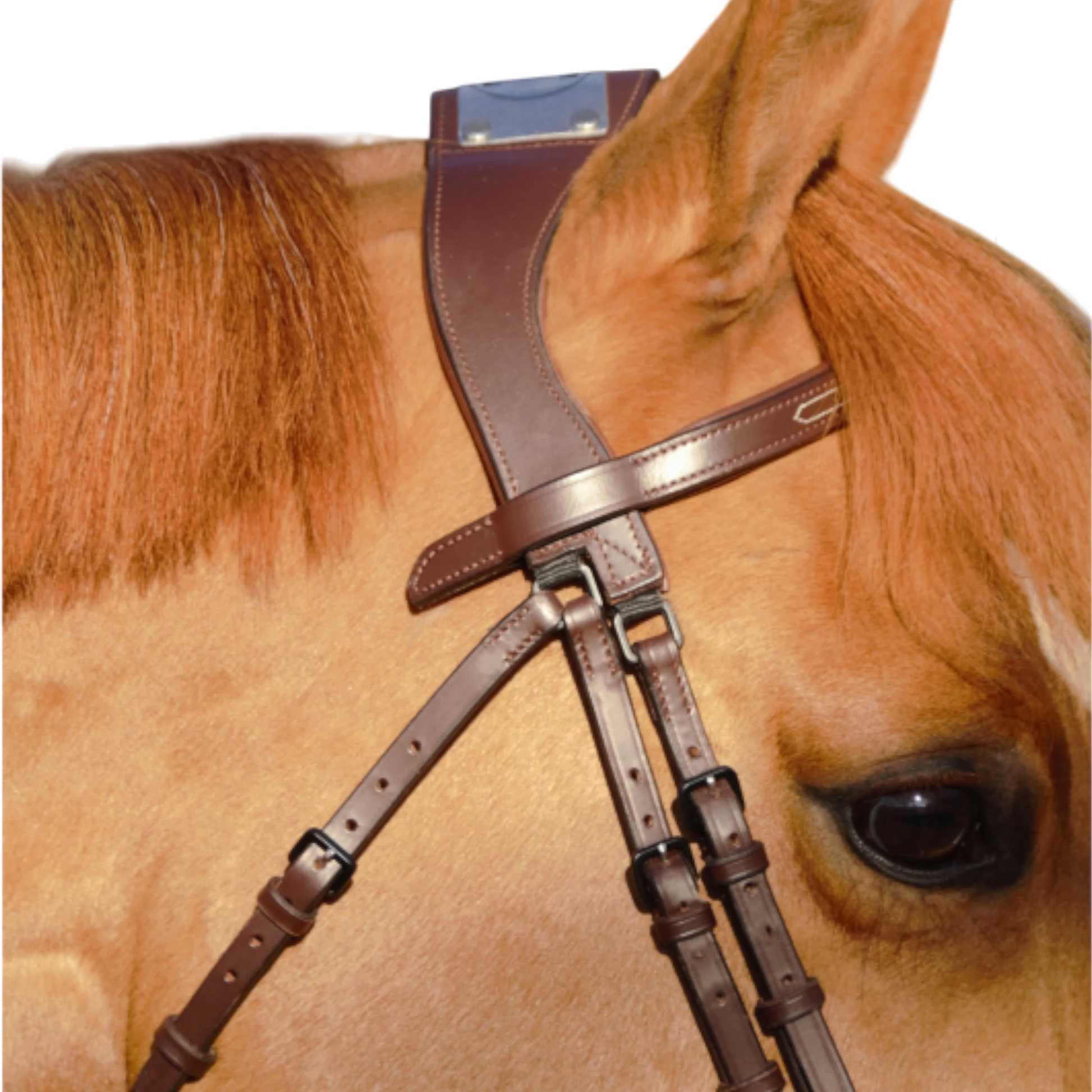 TdeT - Bridon à pont Manet havane foncé