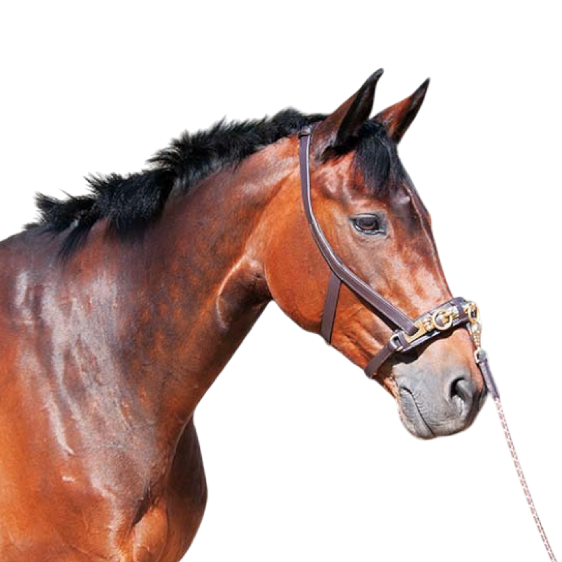 TdeT - Caveçon en cuir havane foncé