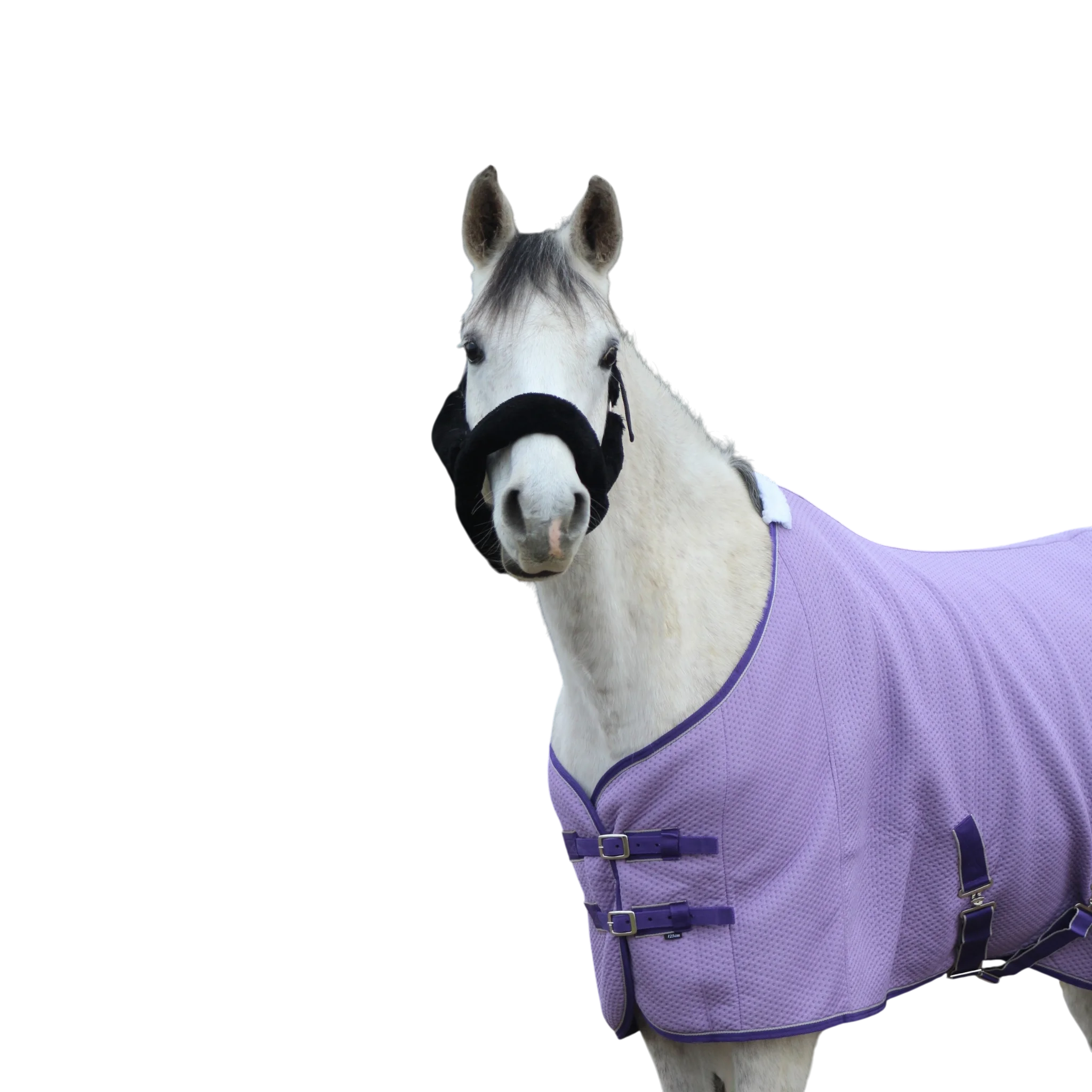 TdeT - Chemise séchante Micro-Jersey prune