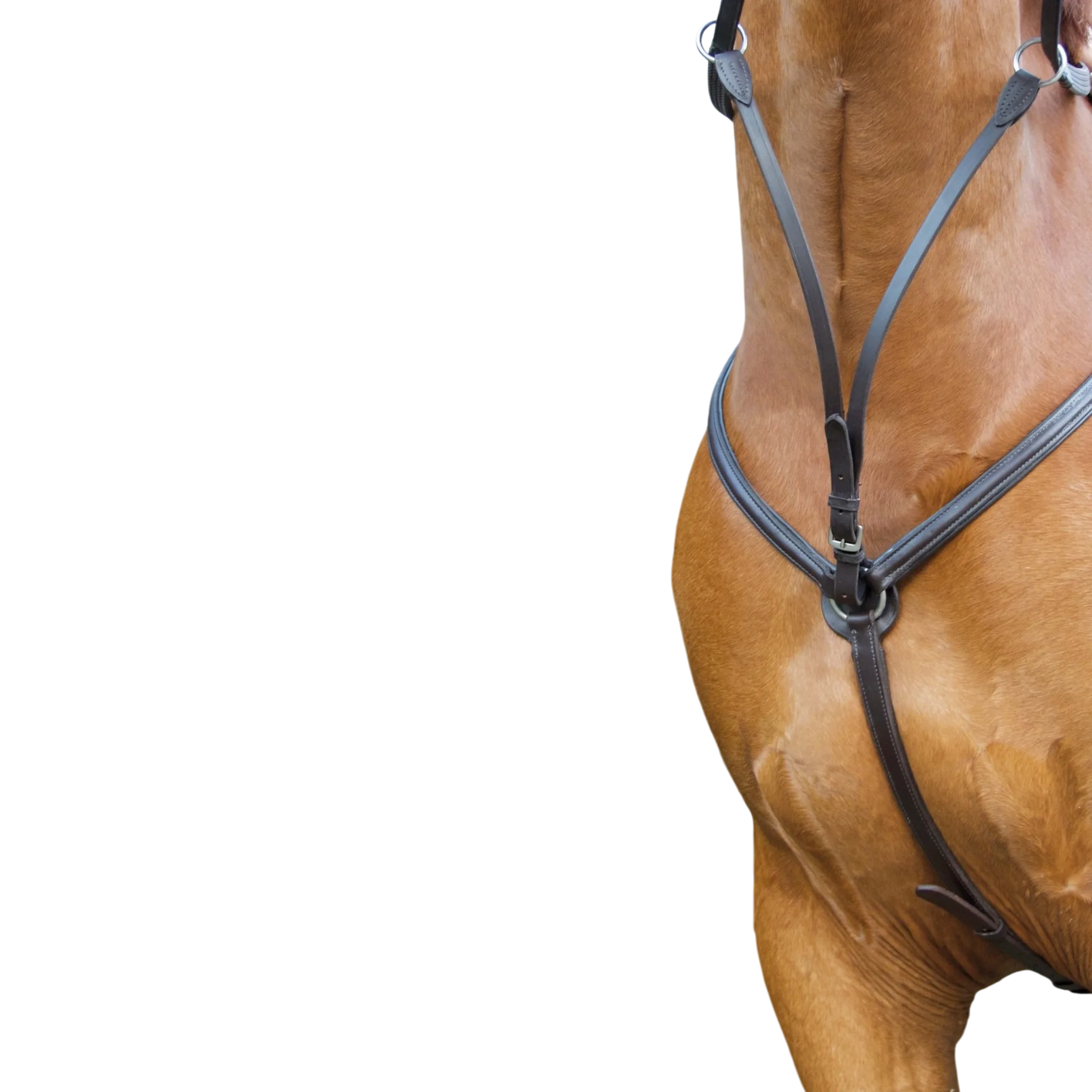 TdeT - Collier de chasse doublé havane foncé