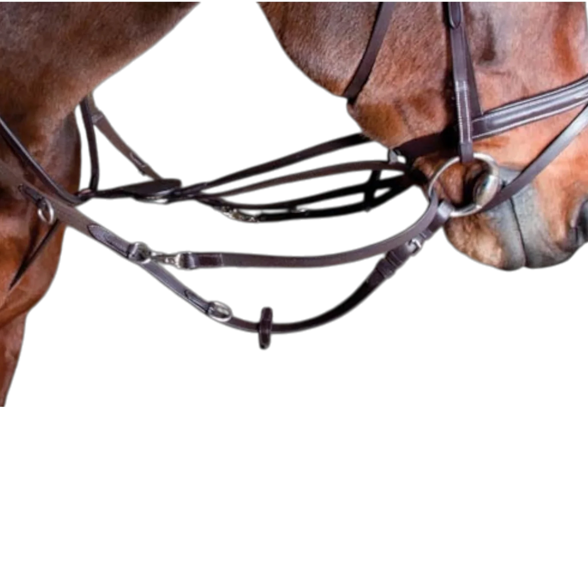 TdeT - Enrênement Howlett havane foncé