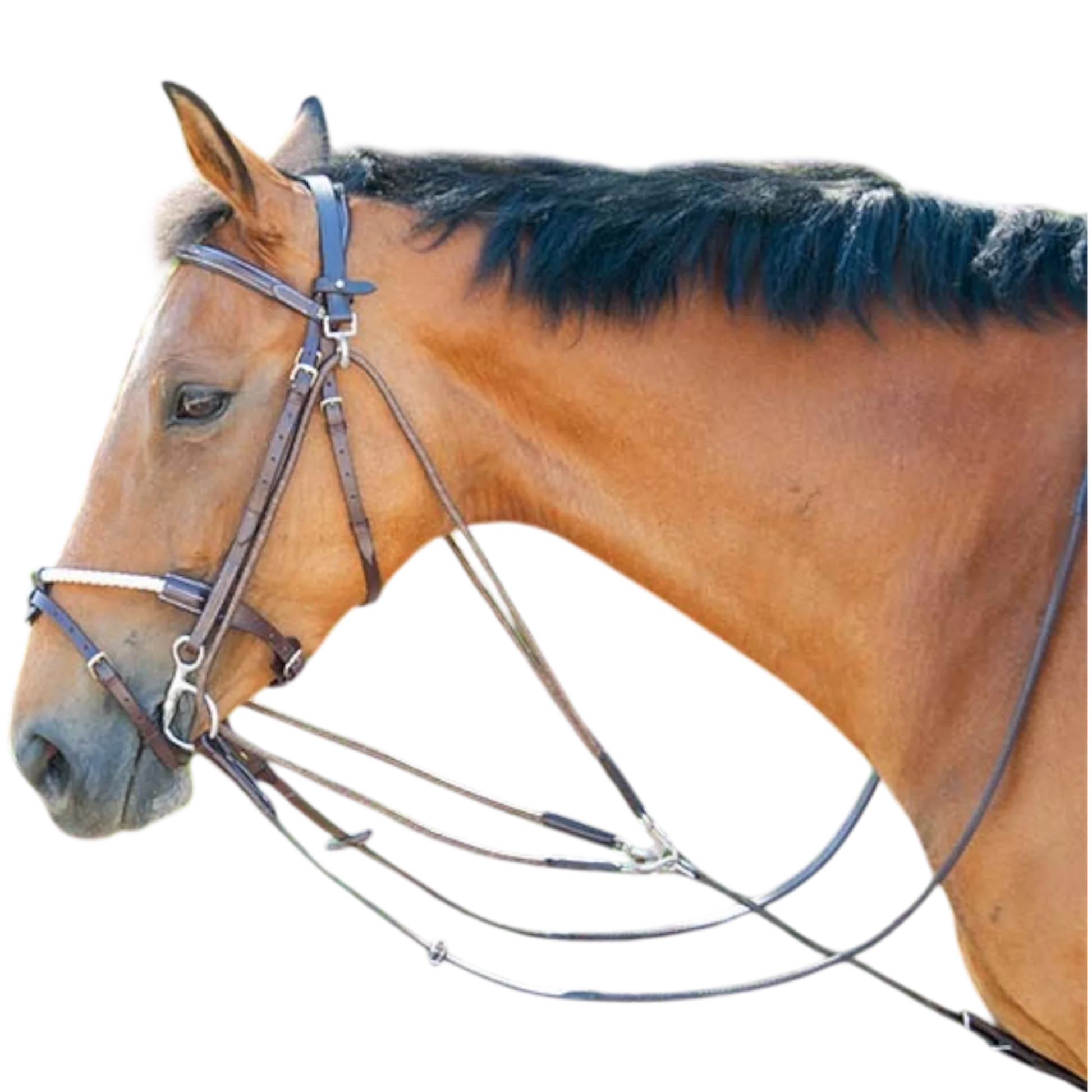 TdeT - Gogue classique havane foncé