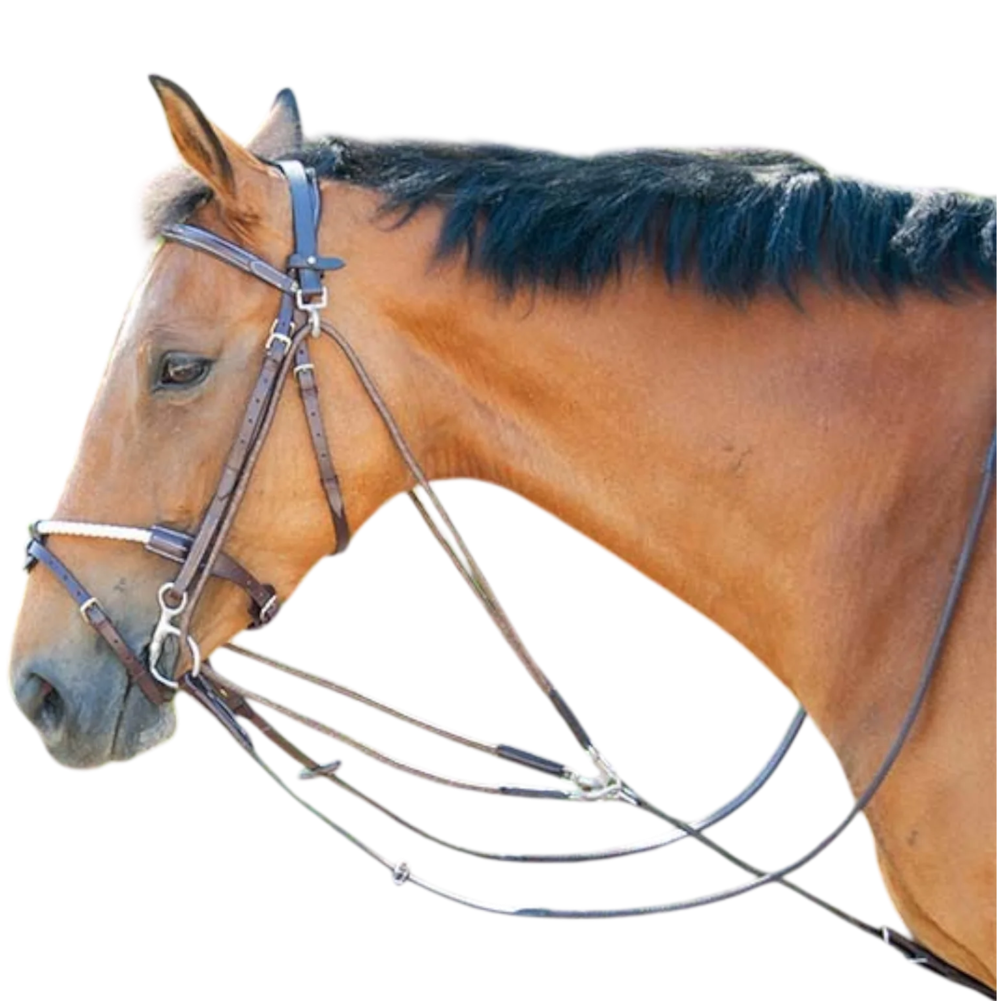 TdeT - Gogue classique havane foncé