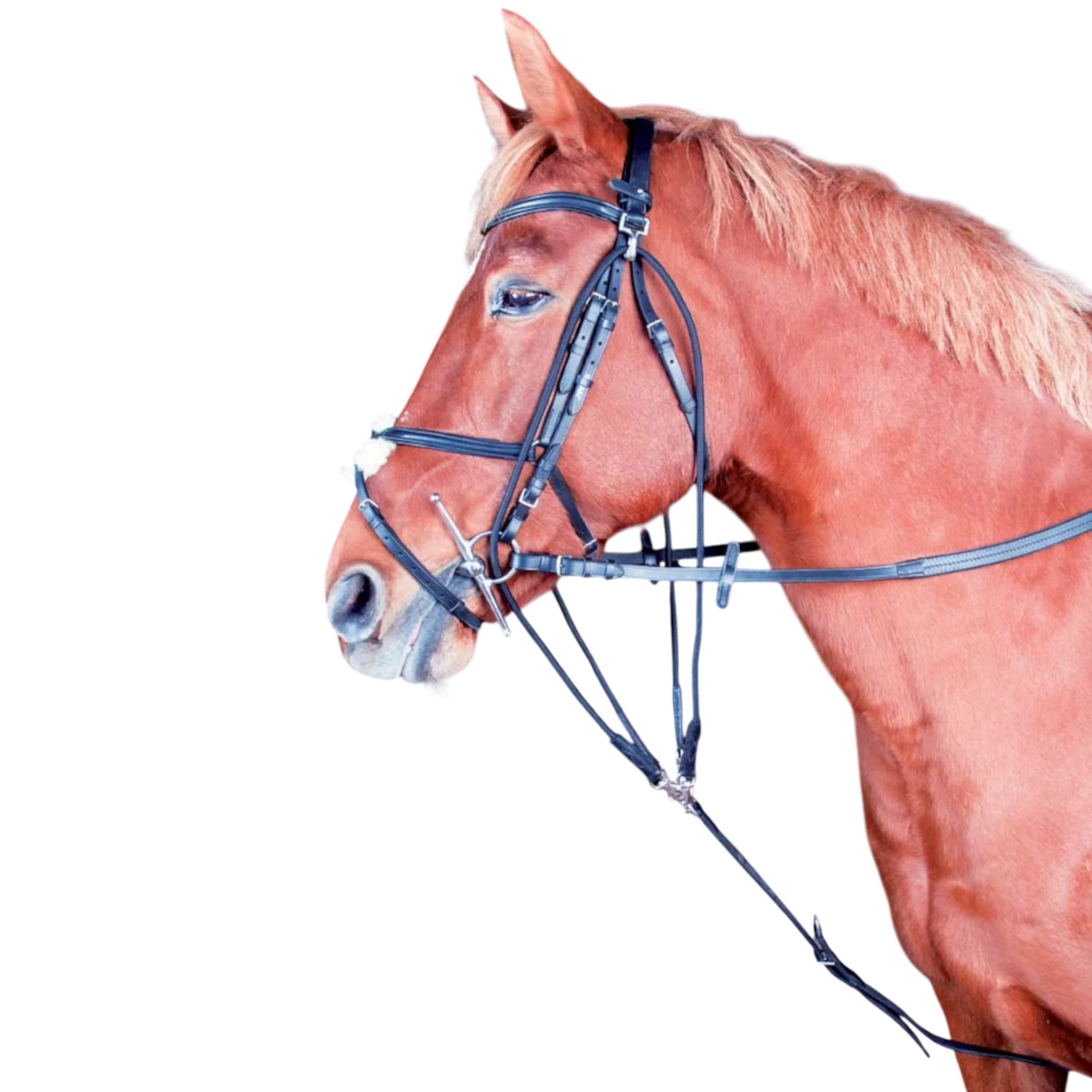 TdeT - Gogue classique noir