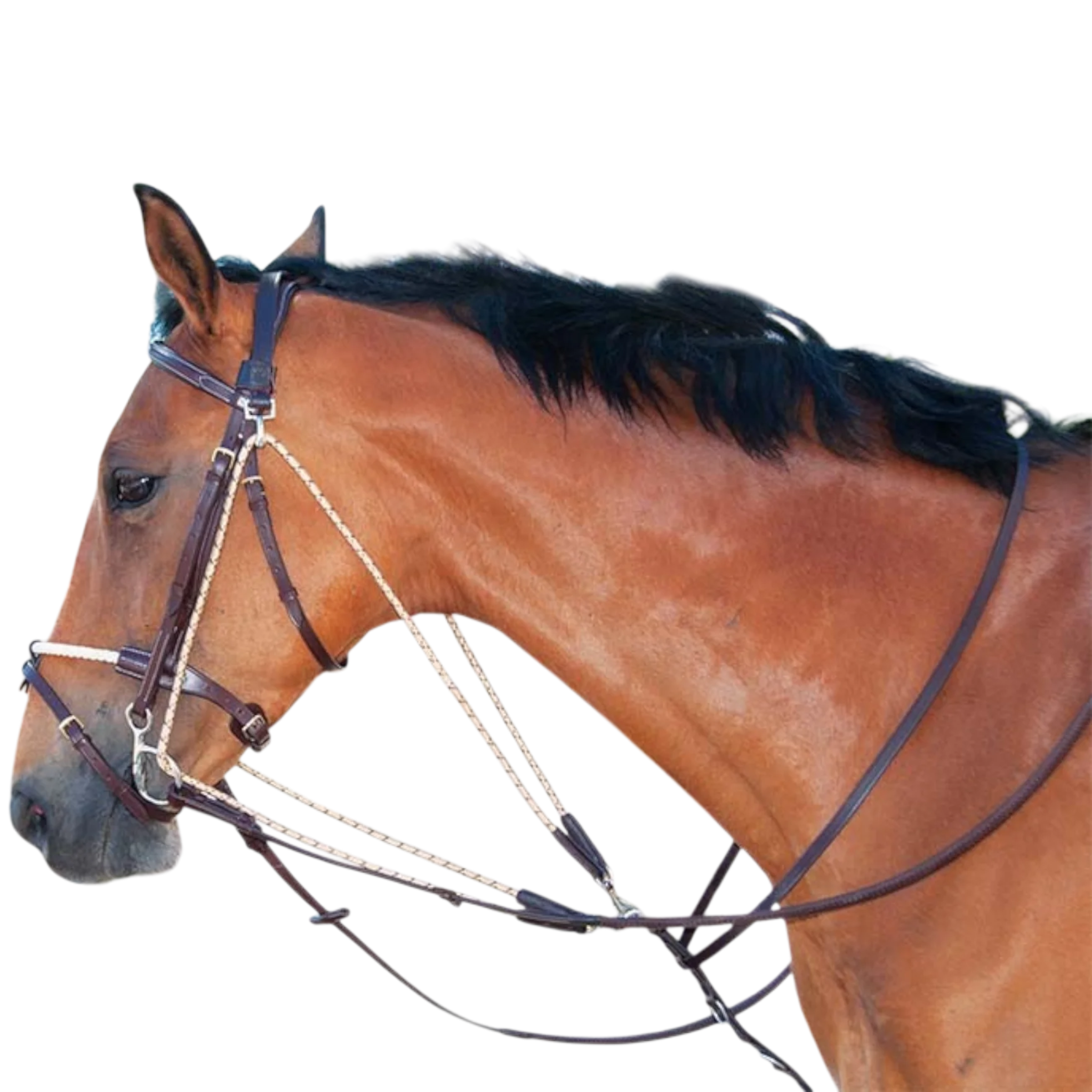 TdeT - Gogue TdeT havane foncé