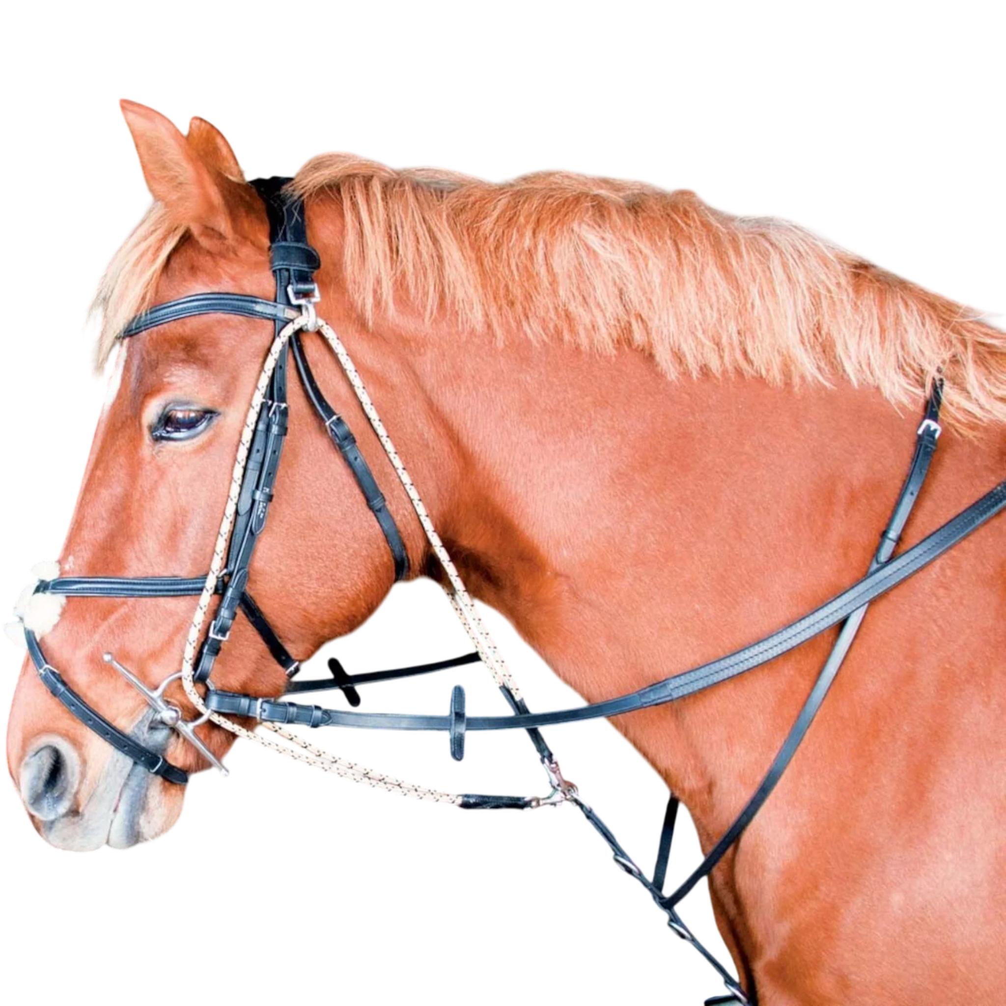 TdeT - Gogue TdeT noir