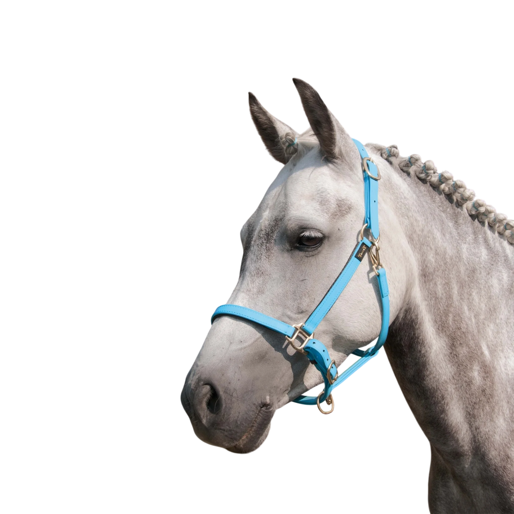 TdeT - Licol Biotack® bleu ciel