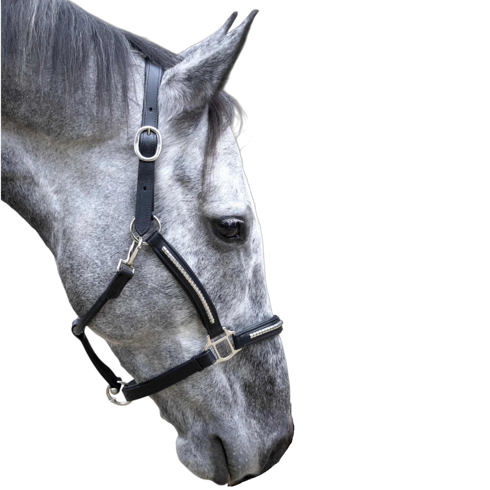 TdeT - Licol cuir clincher noir blanc