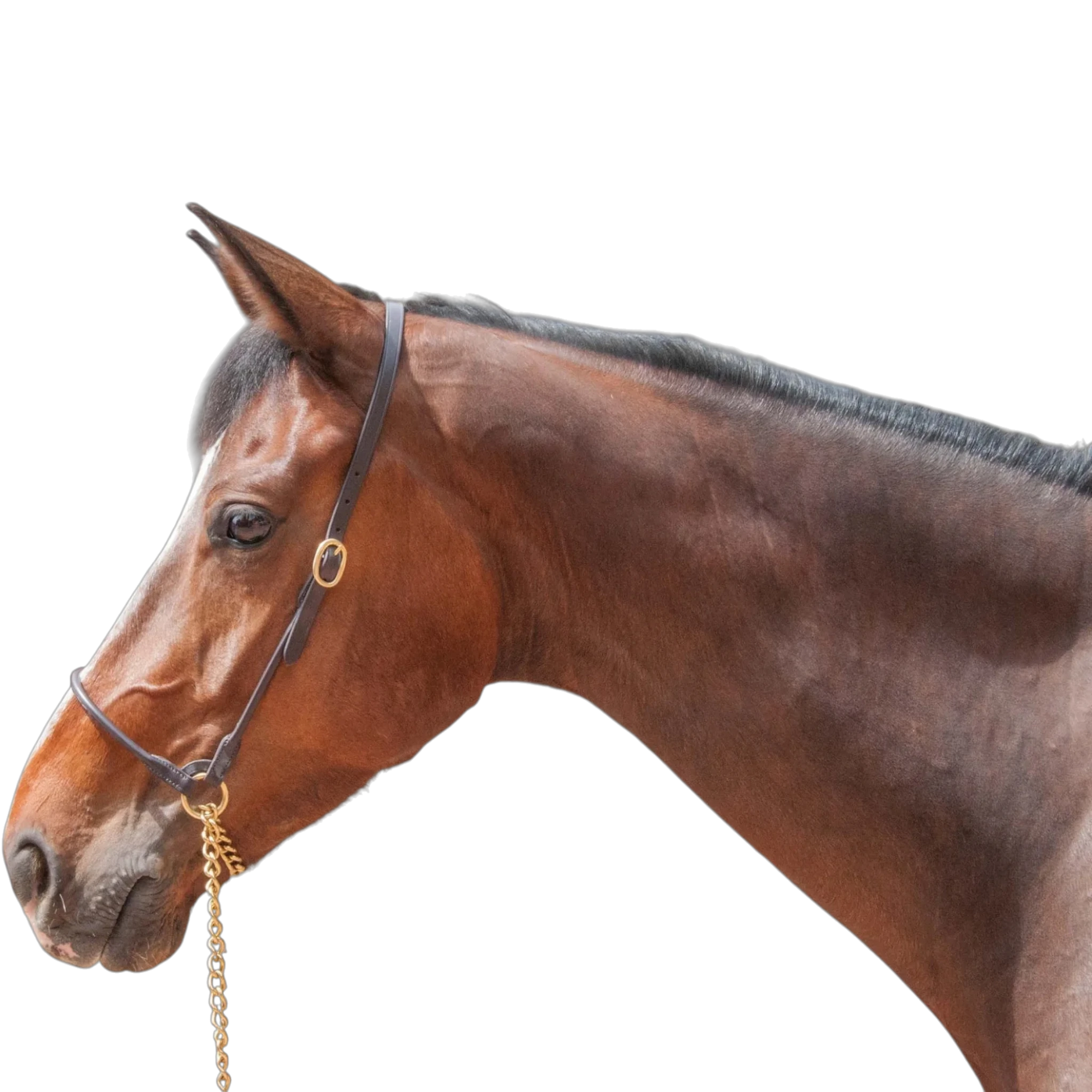 TdeT - Licol cuir présentation havane foncé