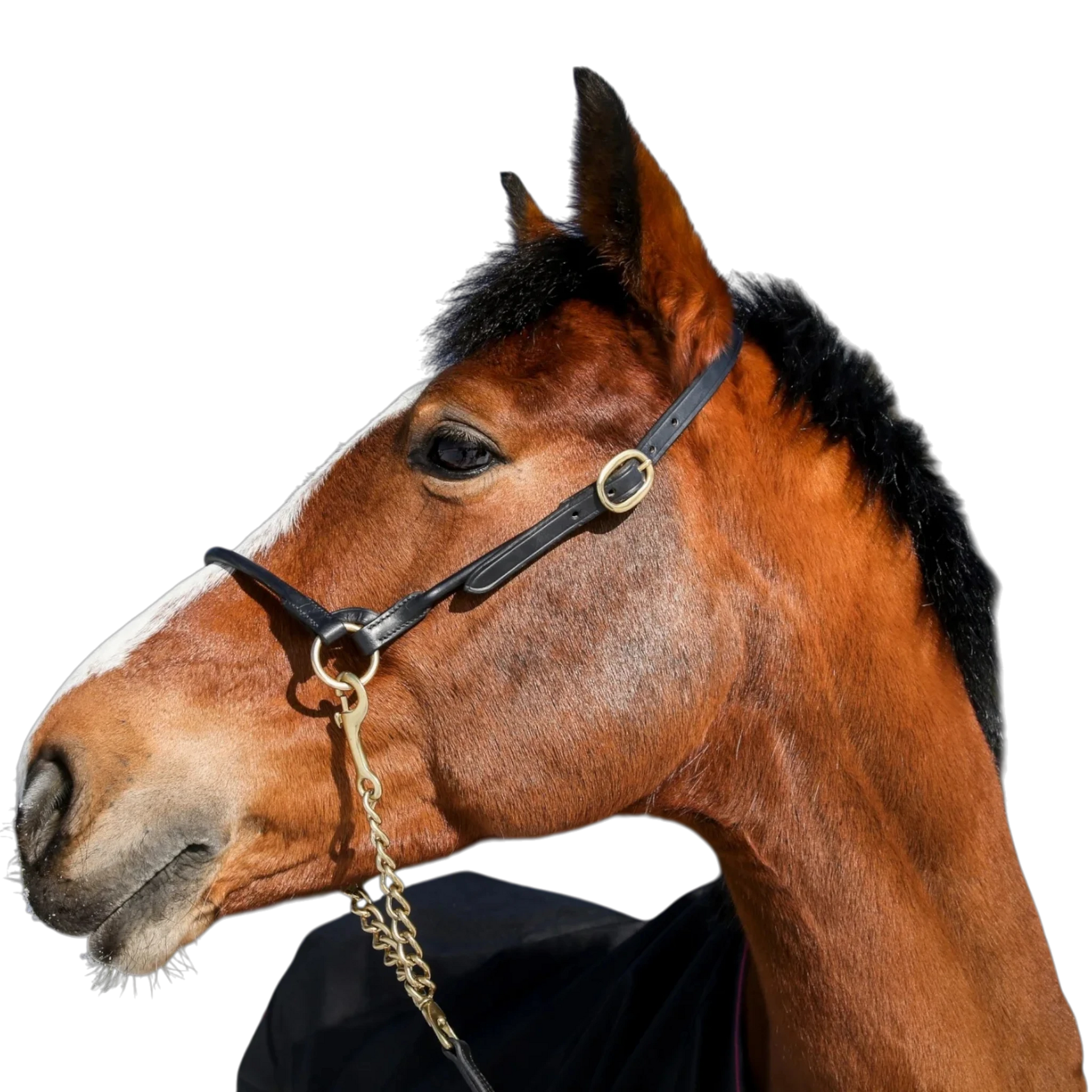 TdeT - Licol cuir présentation noir